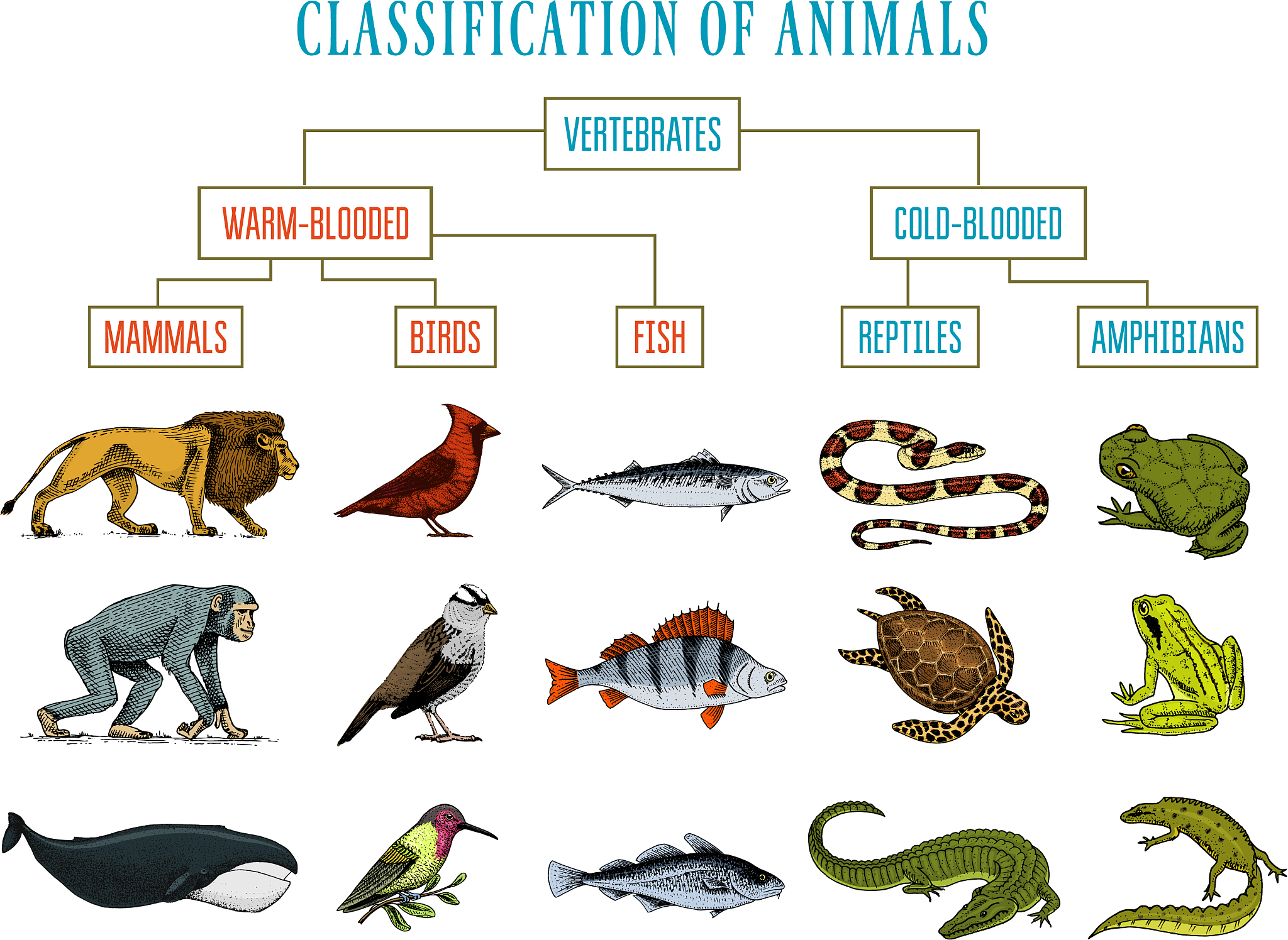 动物的定义是什么？从生物学角度解读