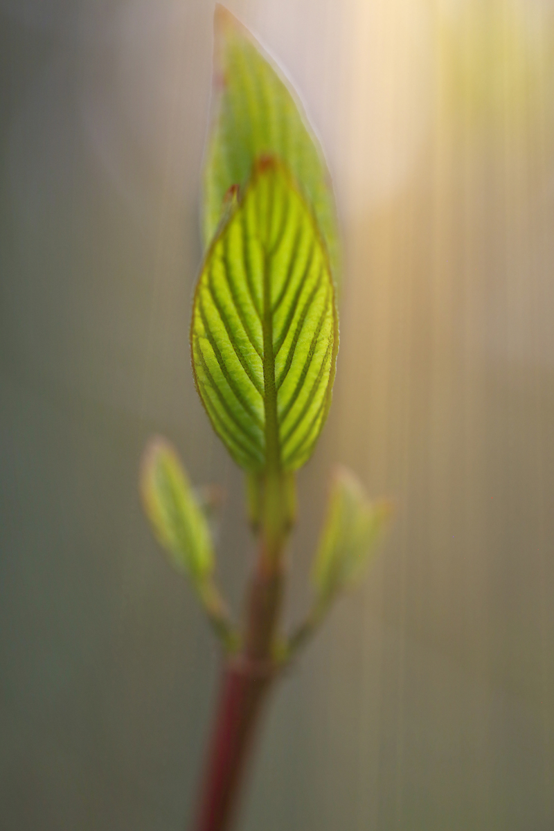 树叶拟人句300字：感受生命的力量与美好