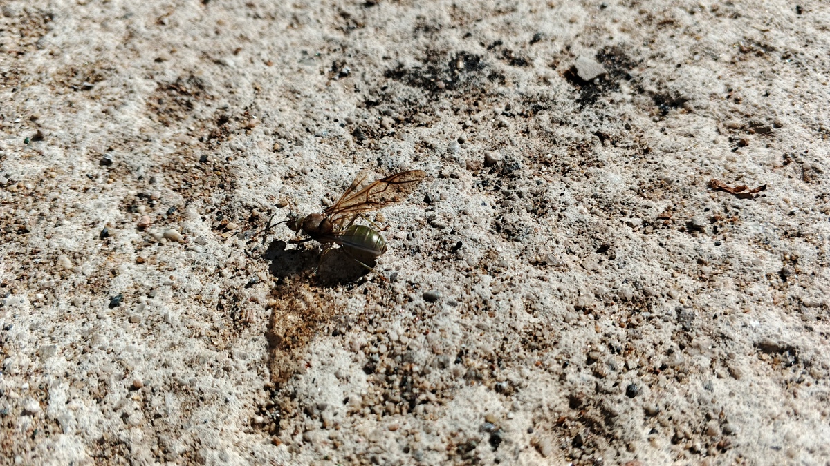 地震蚂蚁体追踪技术：提高地震勘探精度和分辨率