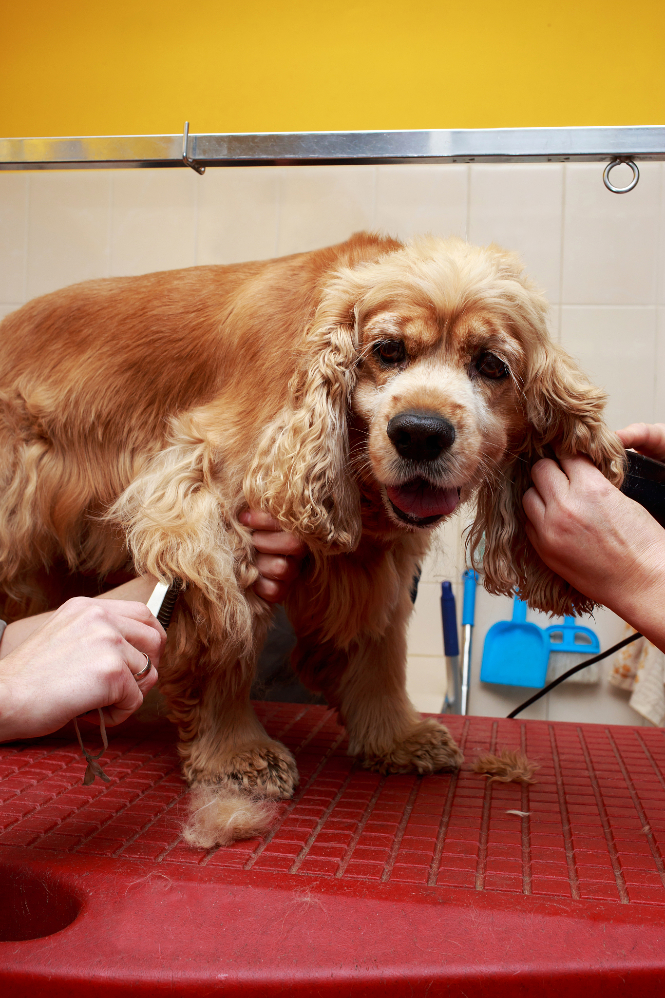 🐶夏天别乱给狗狗剃毛！5个坏处后悔都来不及！