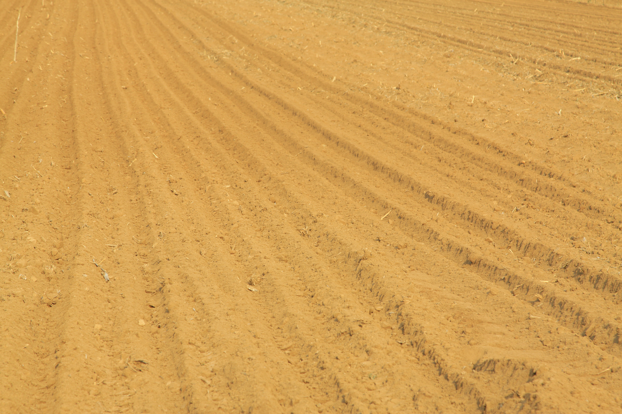 tidy farmland in the country, closeup of photo