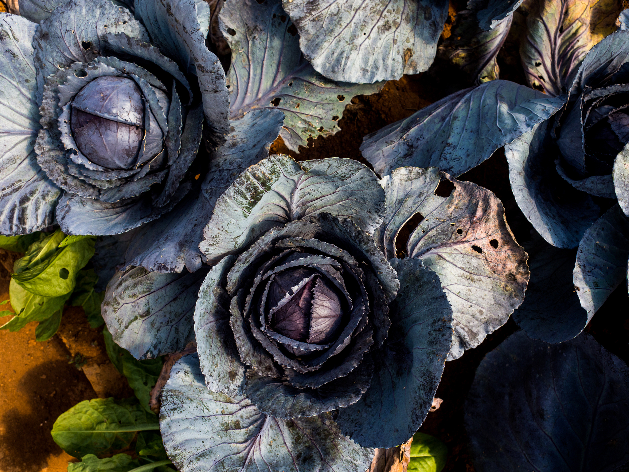 50个蓝球，50个红球：如何最大化取出红球的概率？