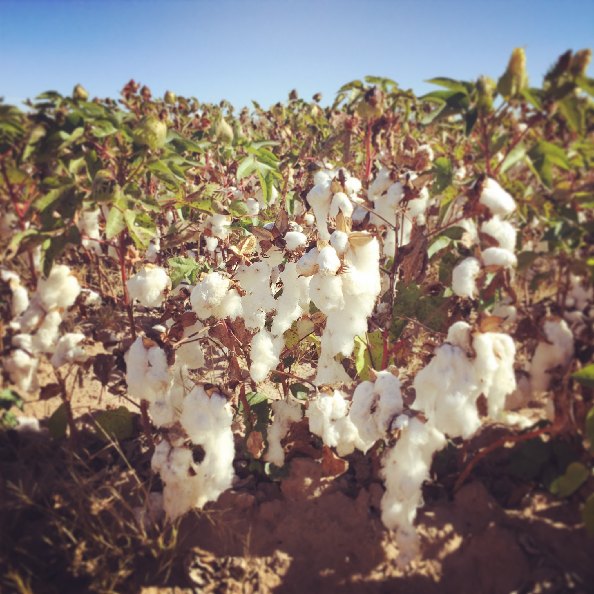 This study assesses the effects of plant population density PPD and sowing date SD on growth physiology andlint yield of a cotton crop Seedling transplanting is one of the most dominant cotton product