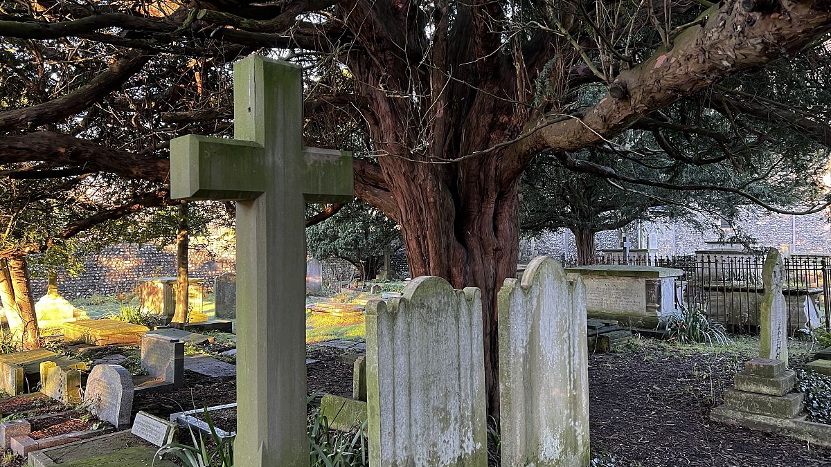 The Old Oak Tree in the Churchyard: A 300-Year-Old Mystery
