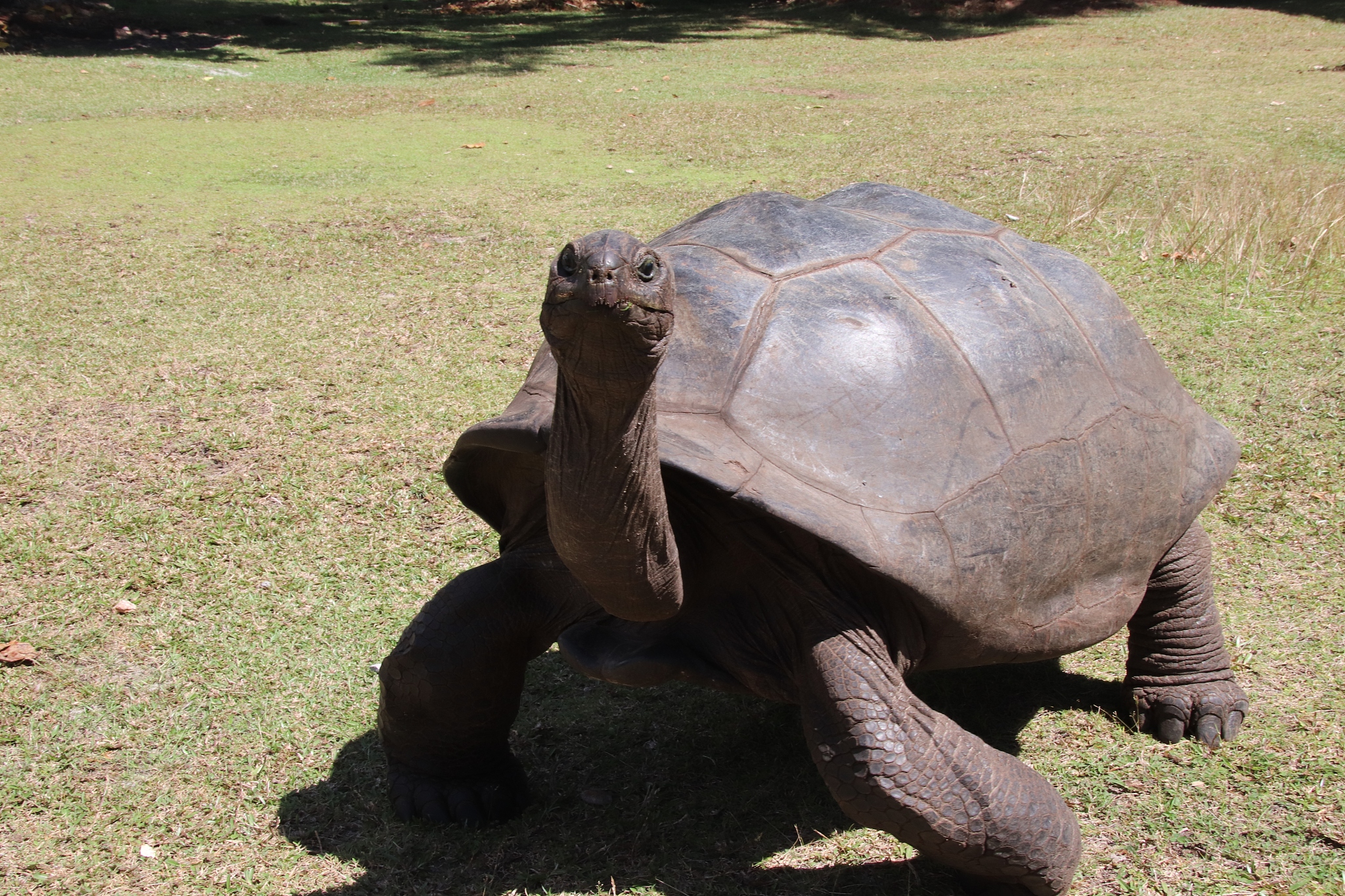 aldabra giant tortoise, curieuse island, seychelles, indian ocea