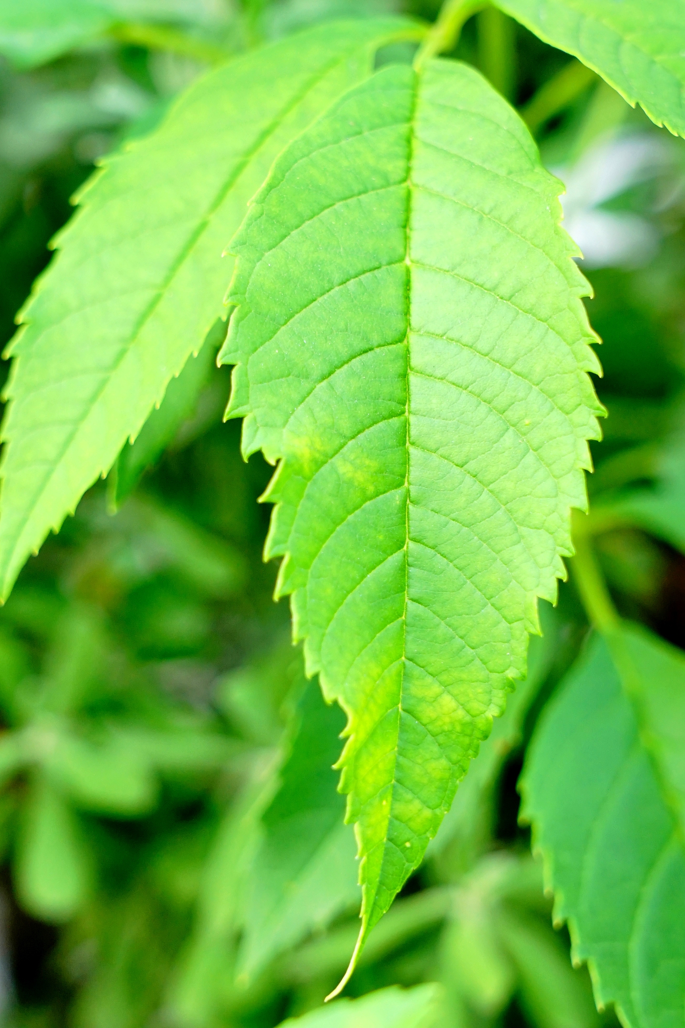 green leaf close up