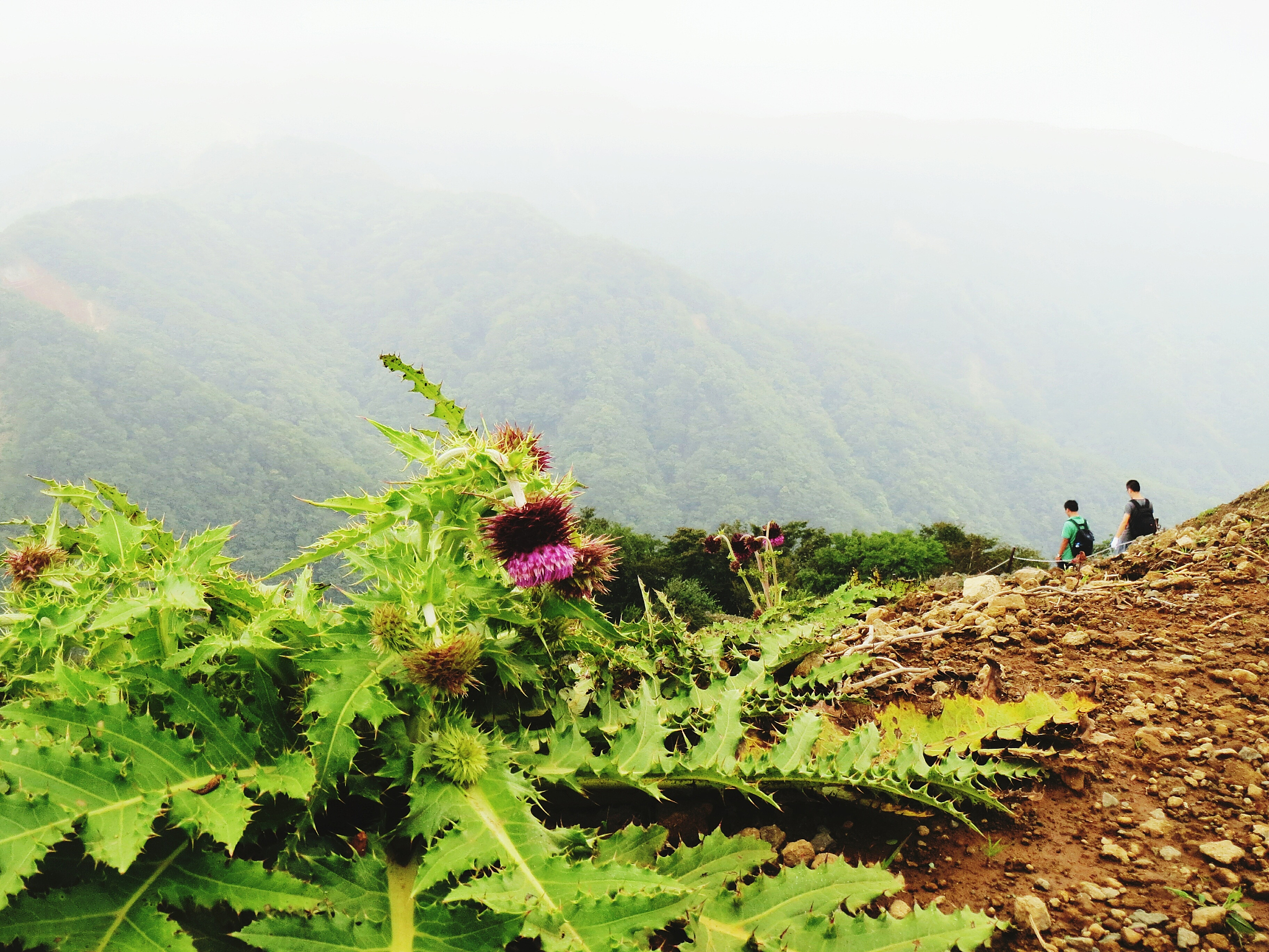 plants growing on mountain
