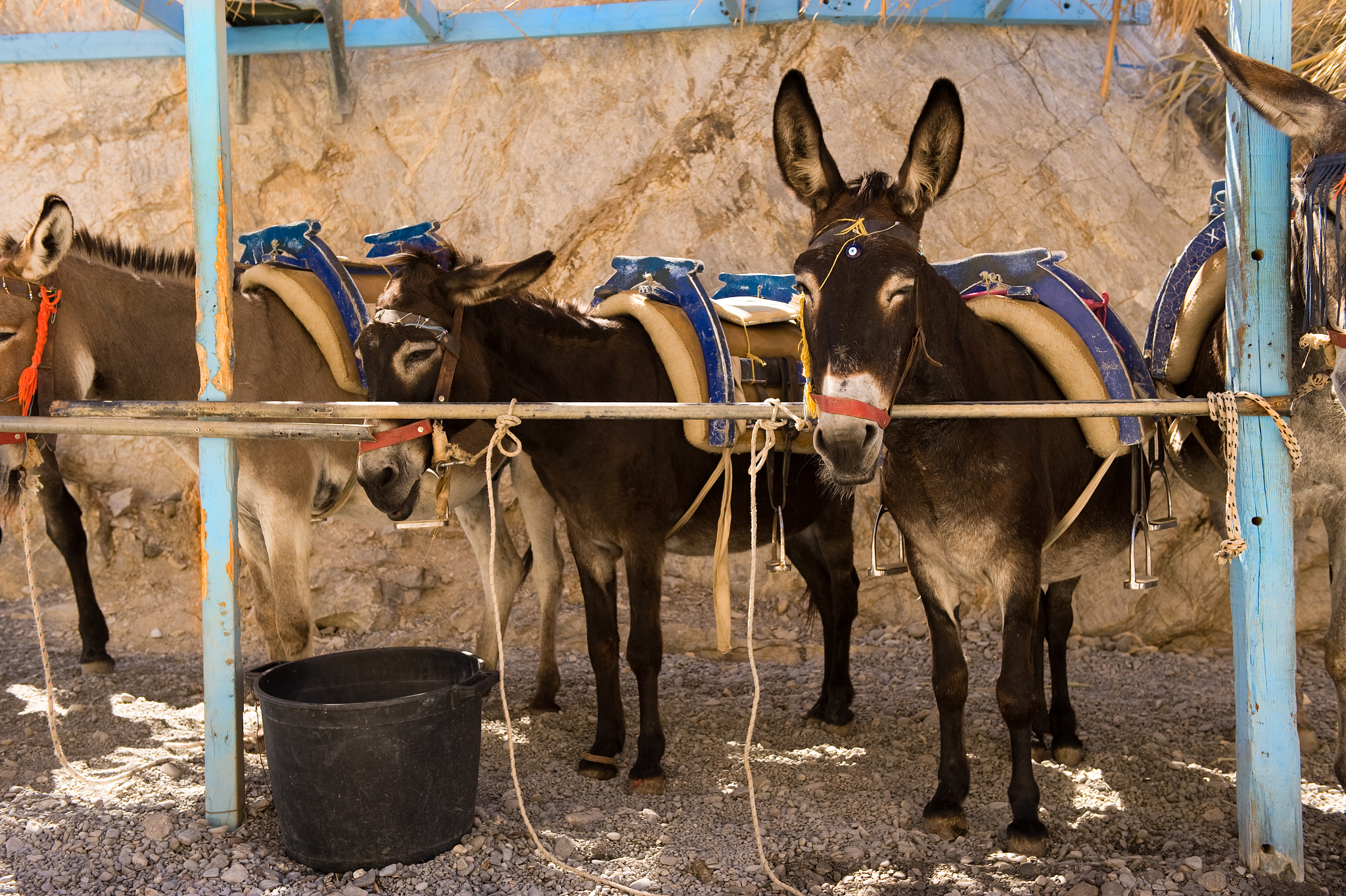 donkey