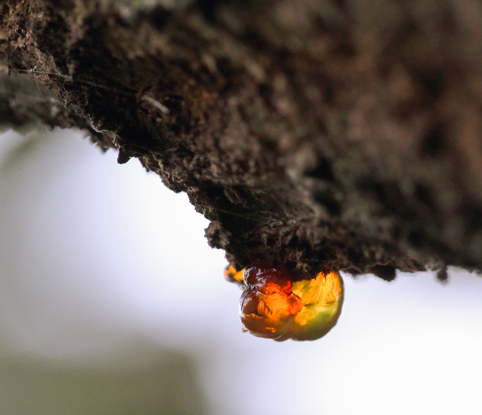 a macro close up view of yellow cherry resin on the cherry tree 