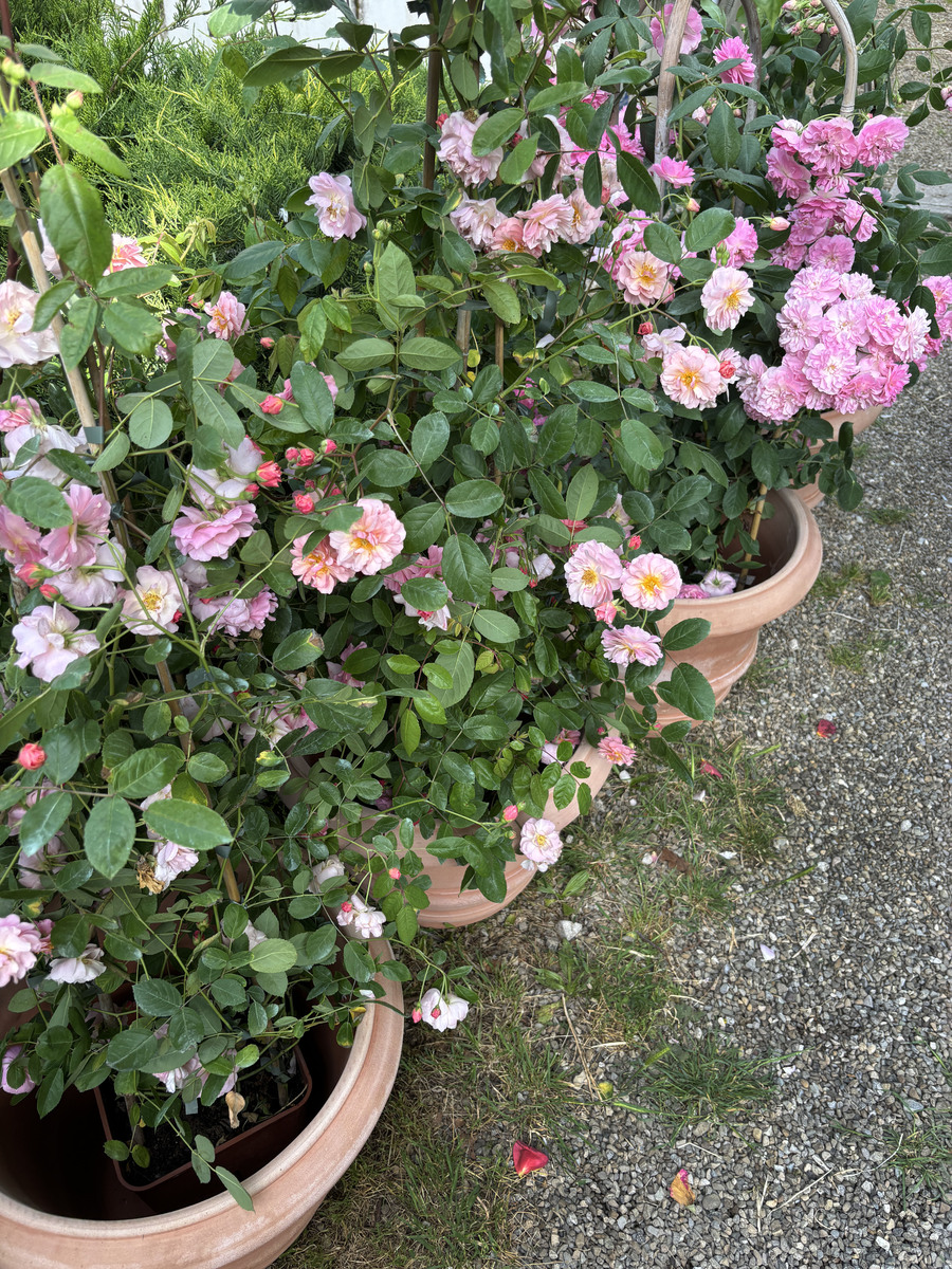 姬月季种植指南：养护技巧全面解析