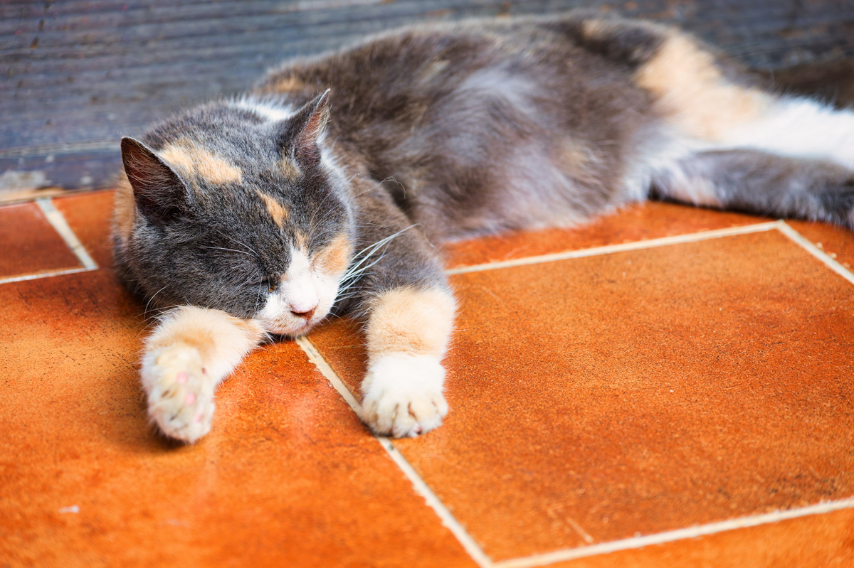 小猫竖尾巴还粘人？这代表着什么？