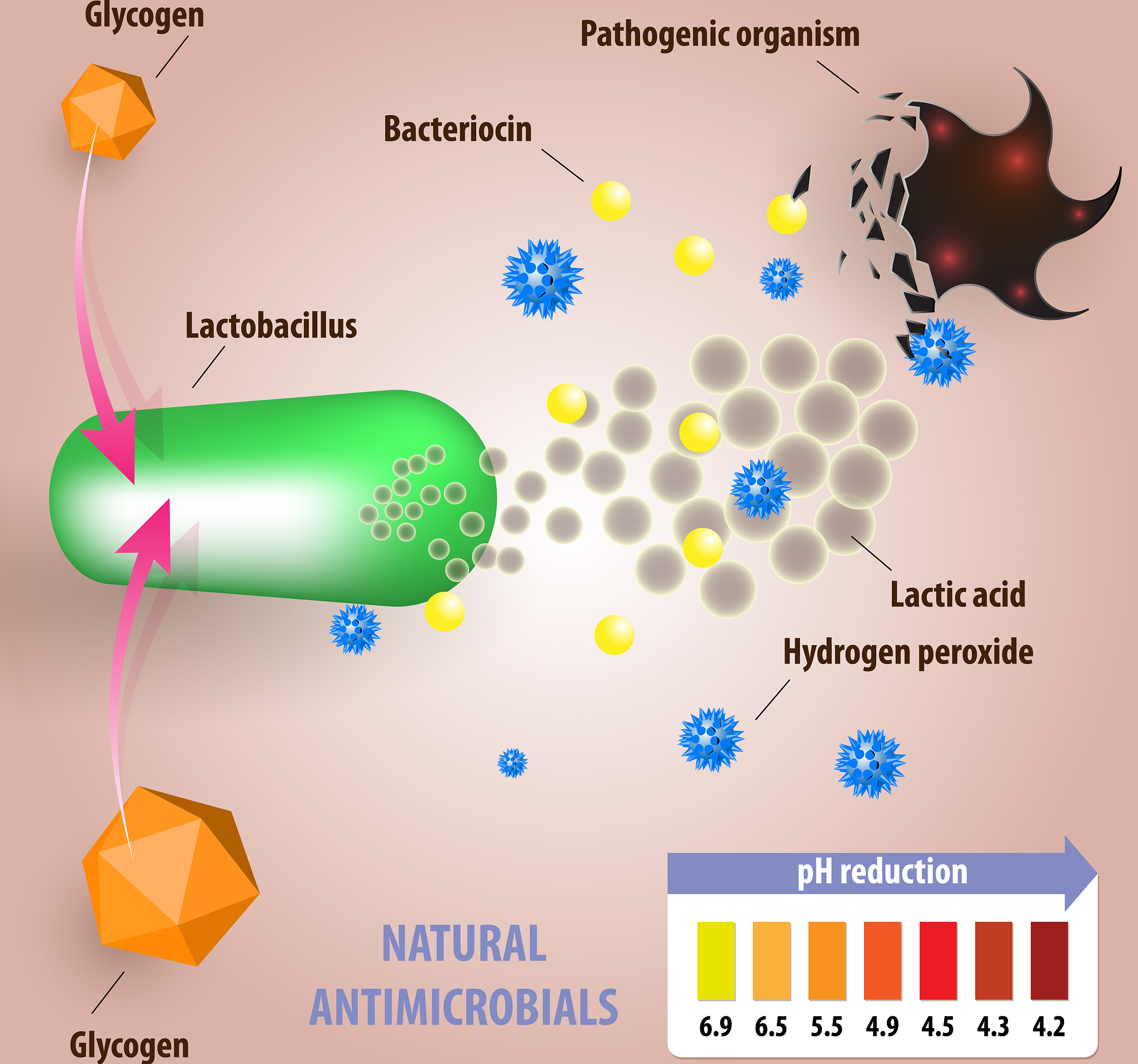 按照nature climate change期刊标准润色下面的句子：Irrigated simulation for NCP and NW would have effects on modifying the microclimate and result in evaporative cooling ultimately reducing the impact of actual heat