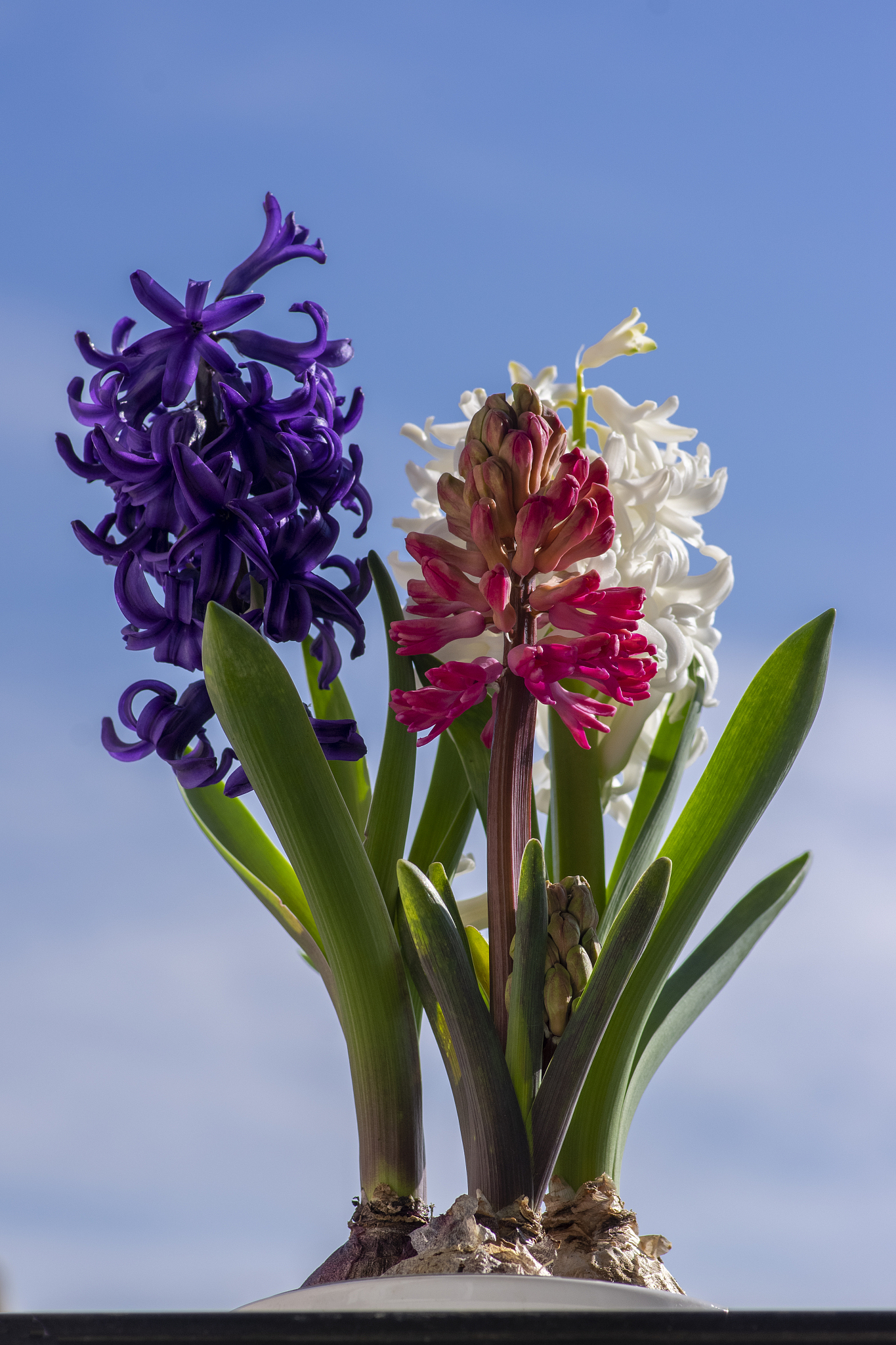 hyacinthus orientalis ornamental beautiful springtime flowering 
