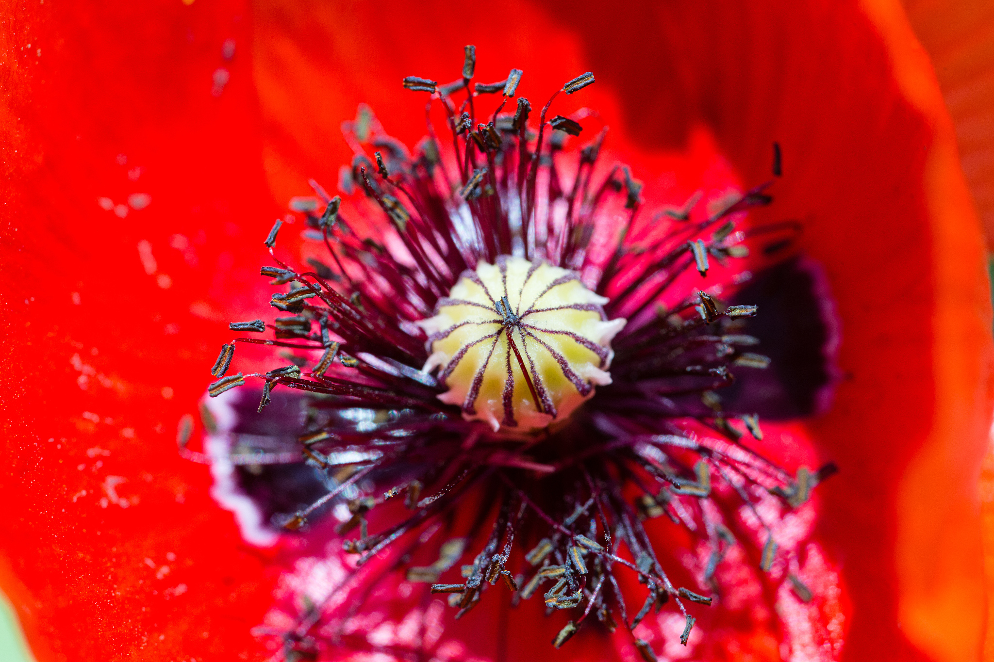 绍兴园艺学校是公办还是民办？探究其办学性质