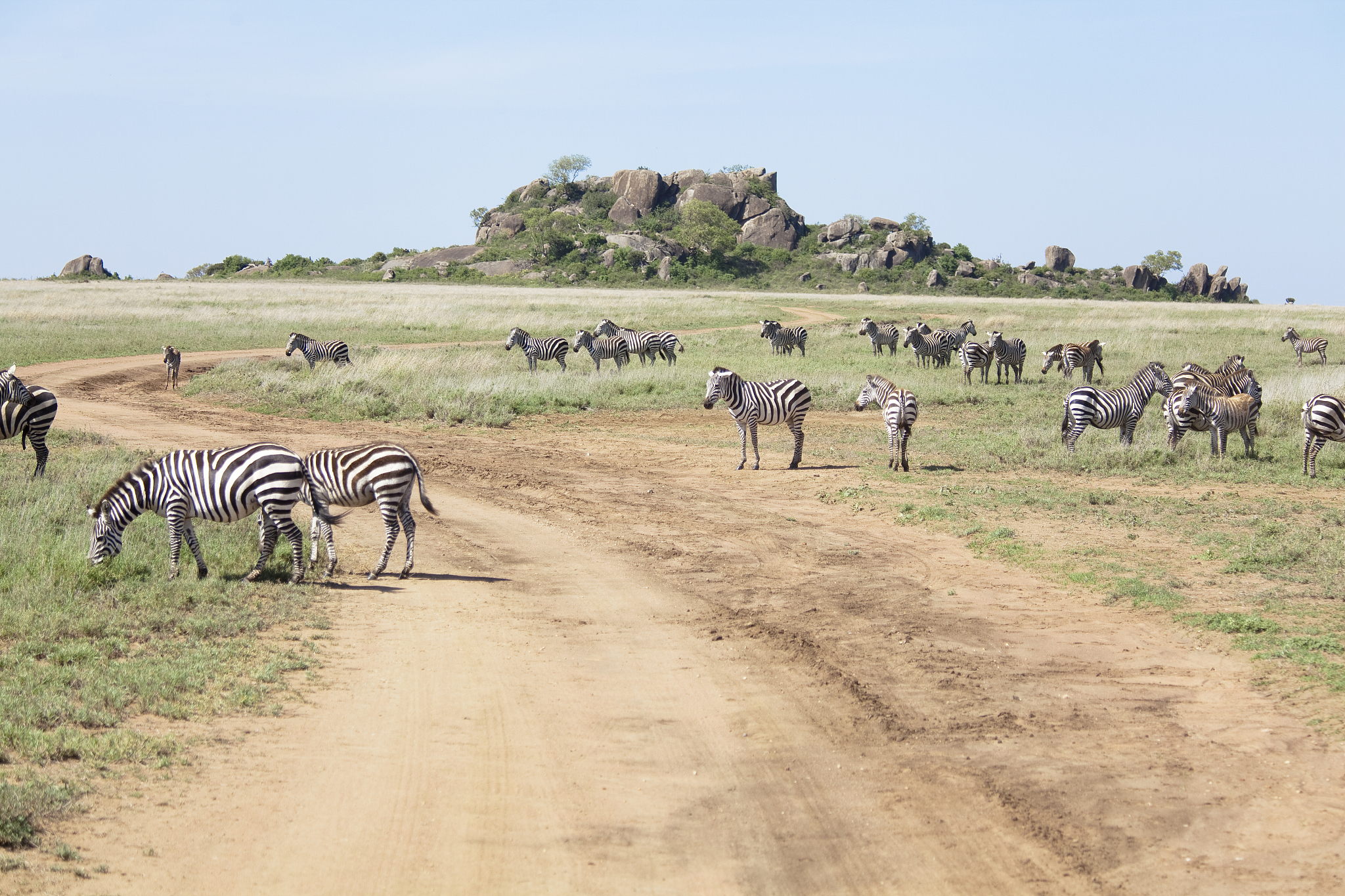 herd of zebras in serengeti