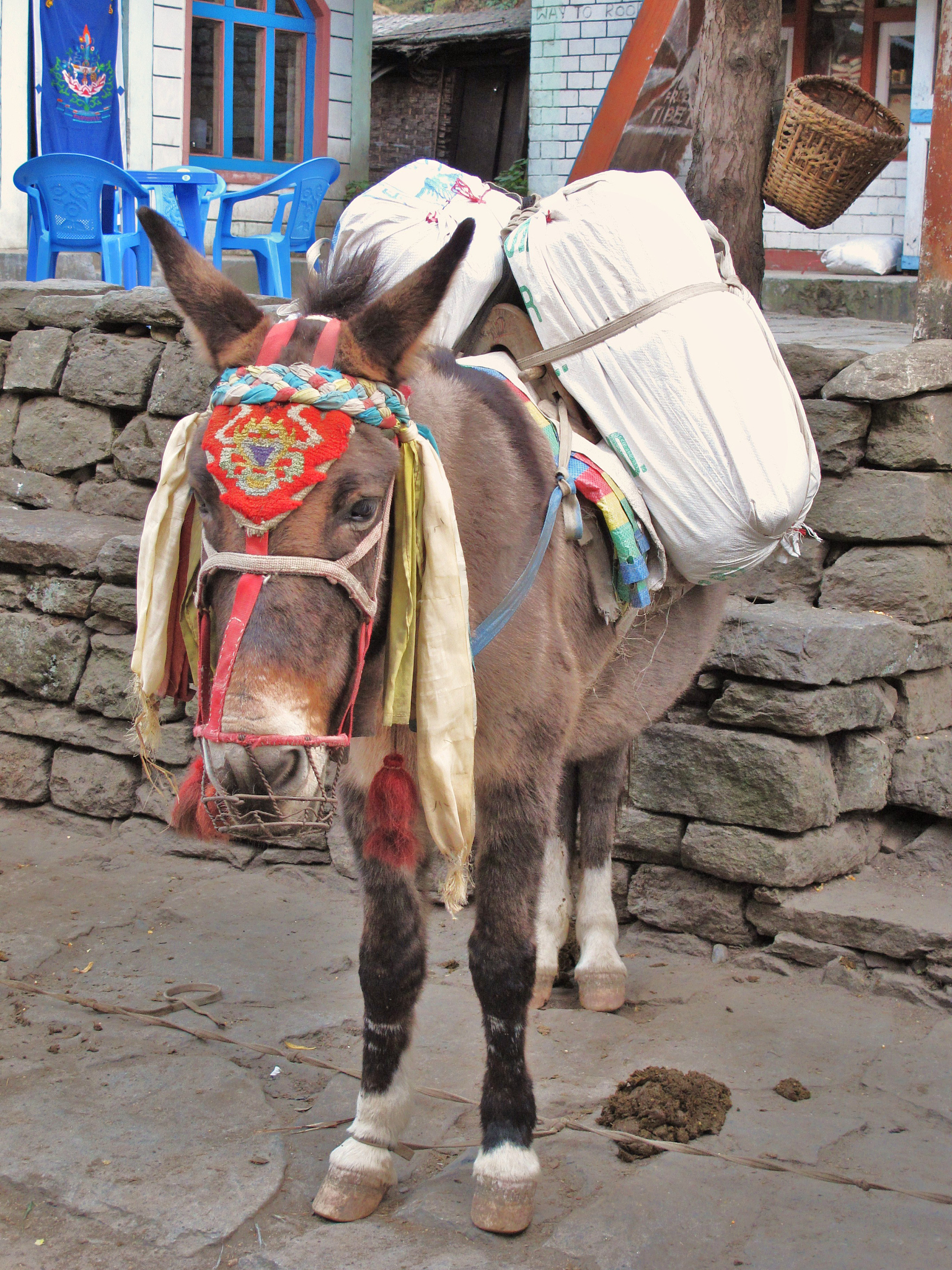 喀赞其旅游区马具店推荐：感受马匹文化，选购精美马具
