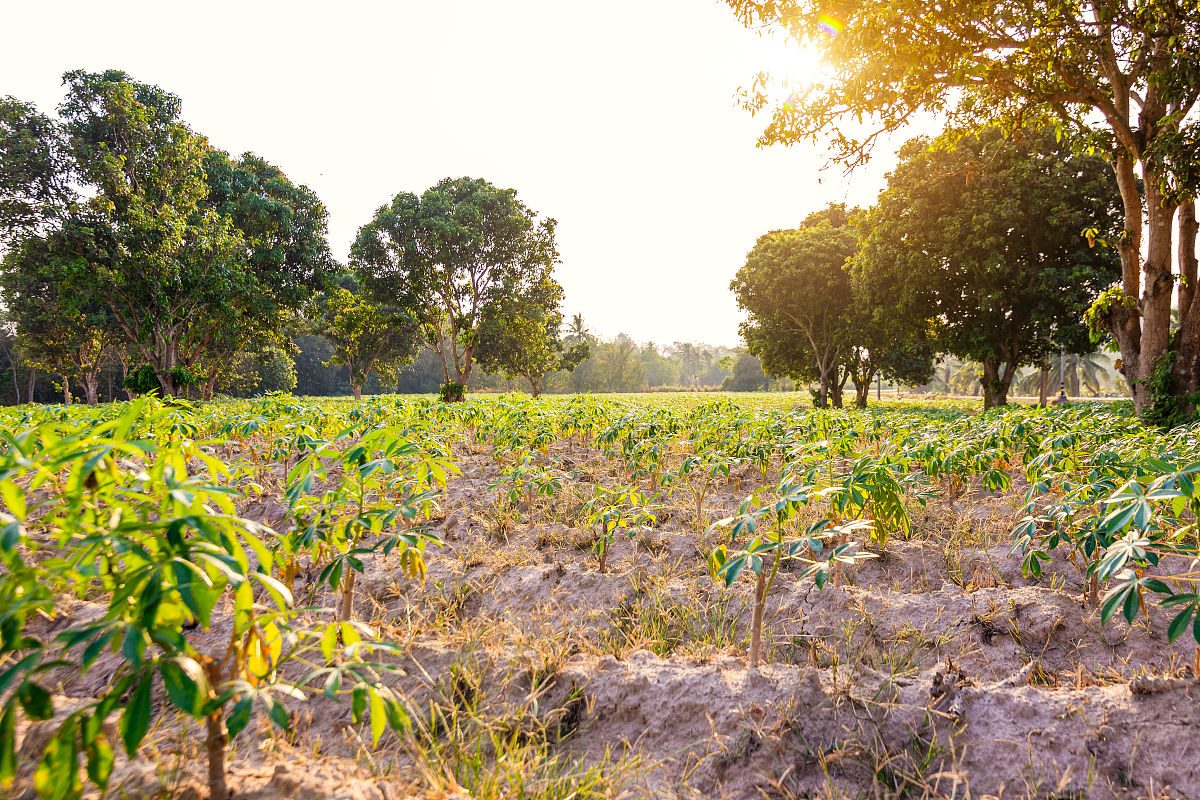 曲靖市农业学校2019年五年制专科招生专业 - 培养高素质农业人才