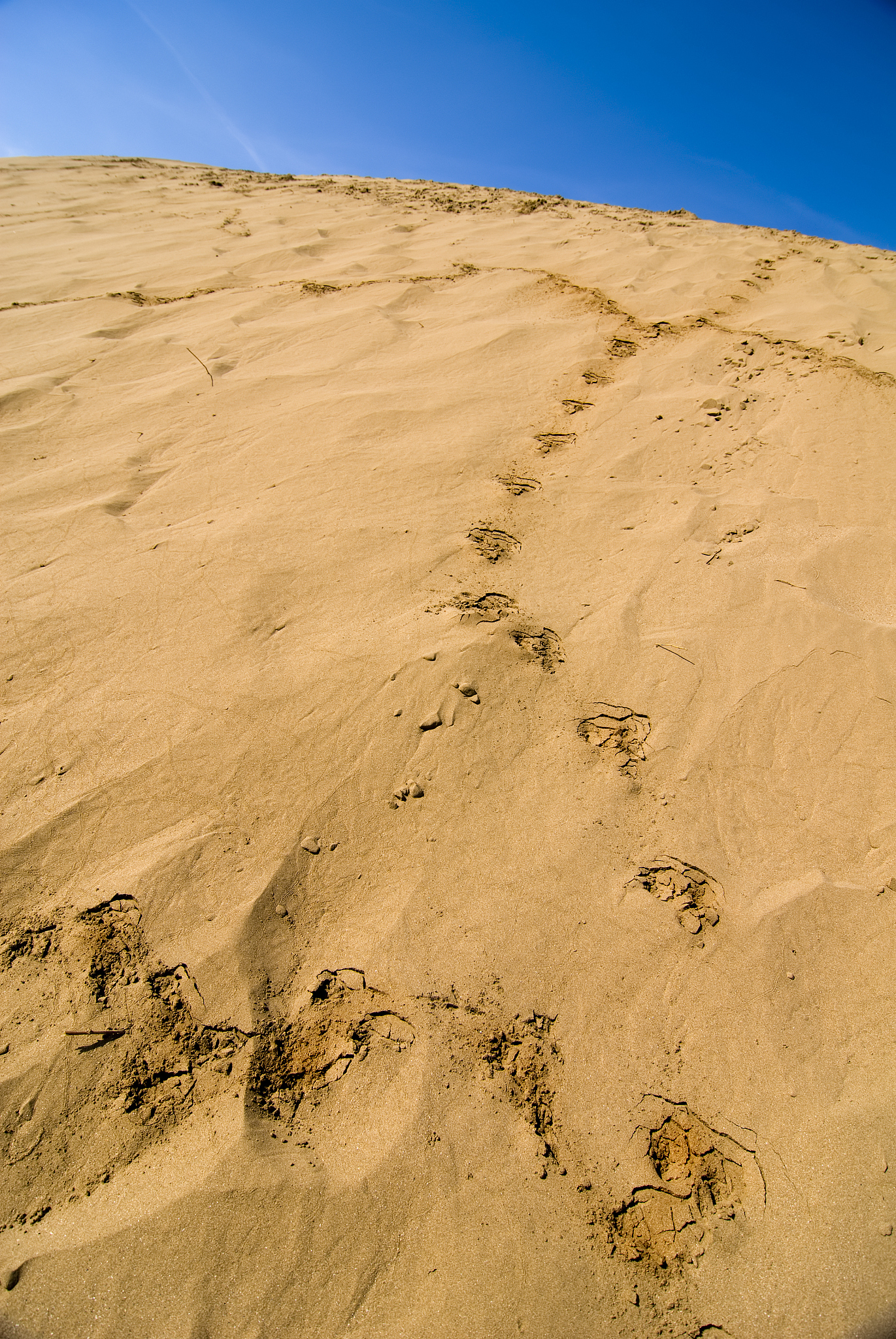 the dune