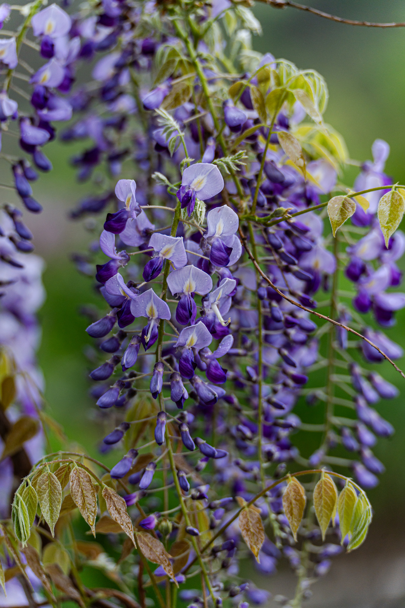 紫藤不开花的原因分析及解决方法