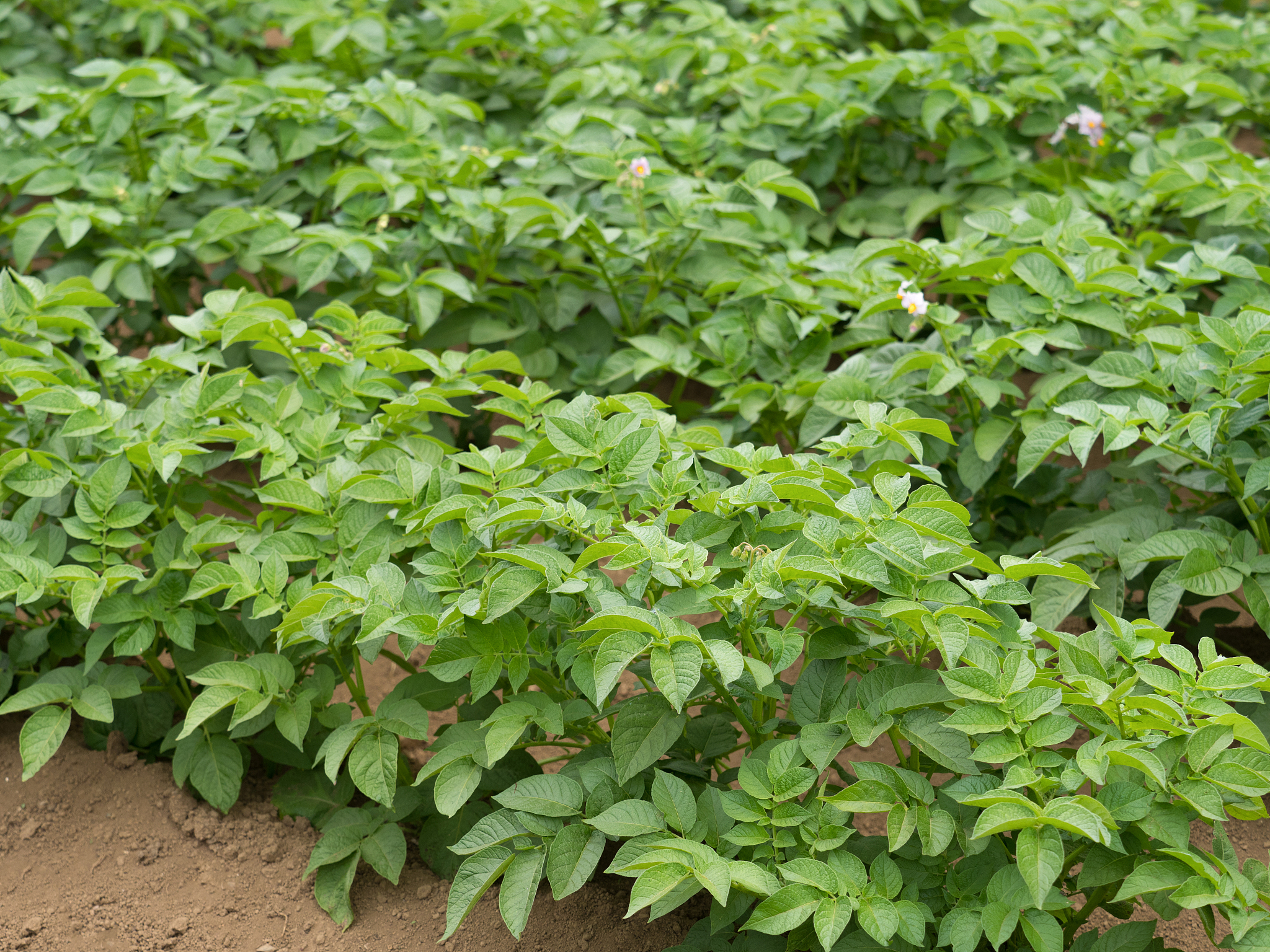potato field
