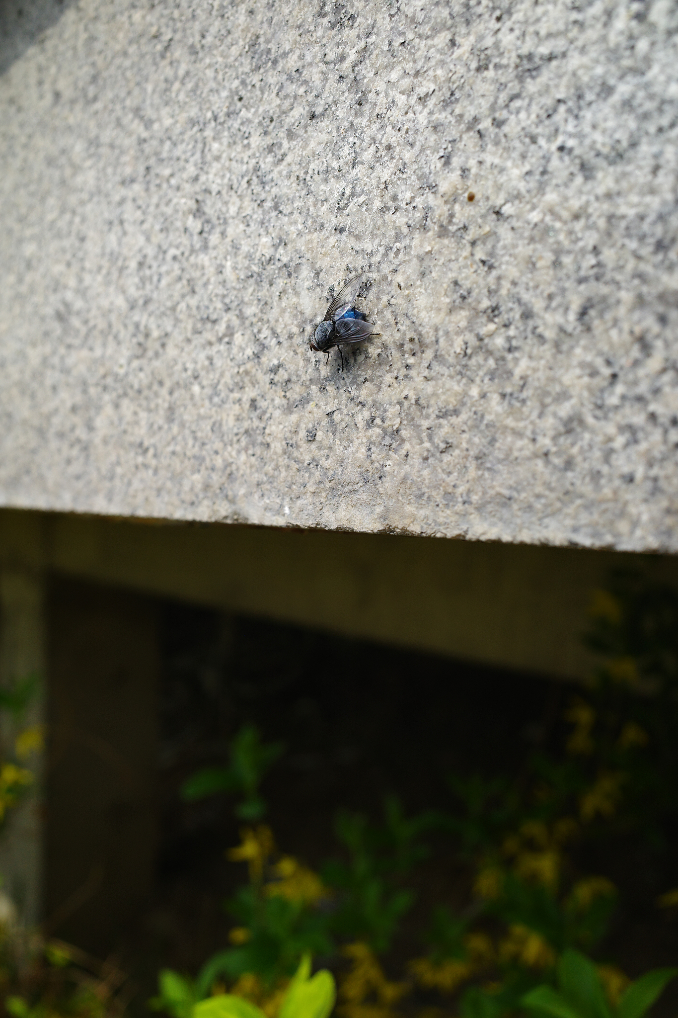 fly bug enjoys spring