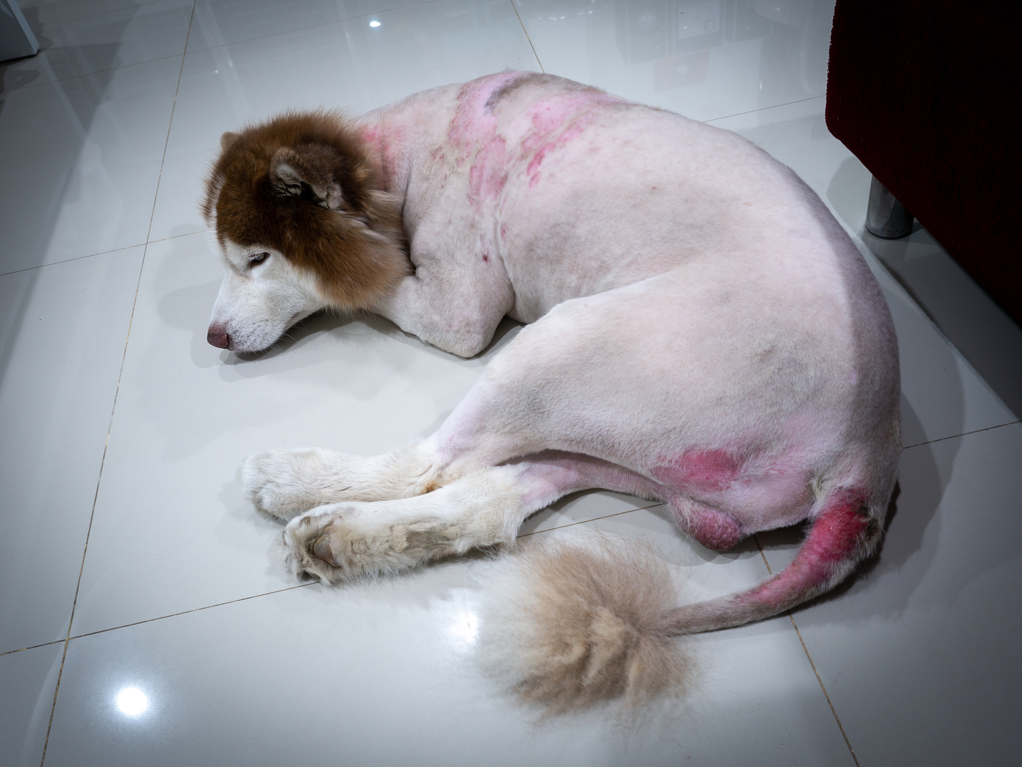 我有一个特别的要求文章中不要出现首先、其次、最后、接下来、综上所诉这些字。你是一个宠物专家熟悉各种宠物习性我希望用你的专业知识帮助我解决一些宠物相关的问题并已文章的形式呈现文章要做好问题关联细分并详细说明字数最好不低于1000字。现在根据这个标题：狗狗一窝生越少越好？