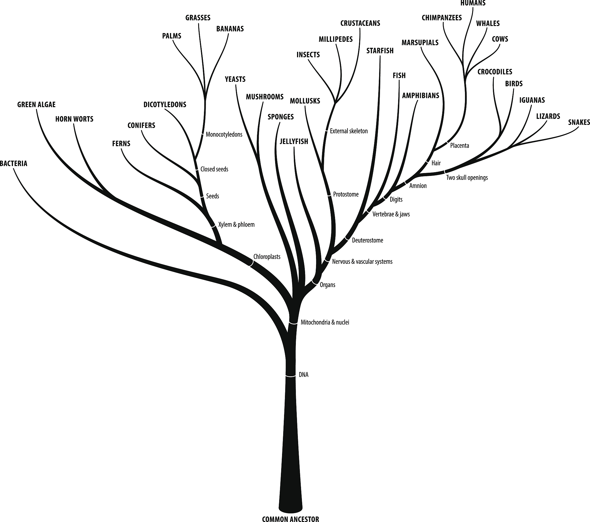 Tree Age and Phosphorus Limitation: A Mechanistic Exploration