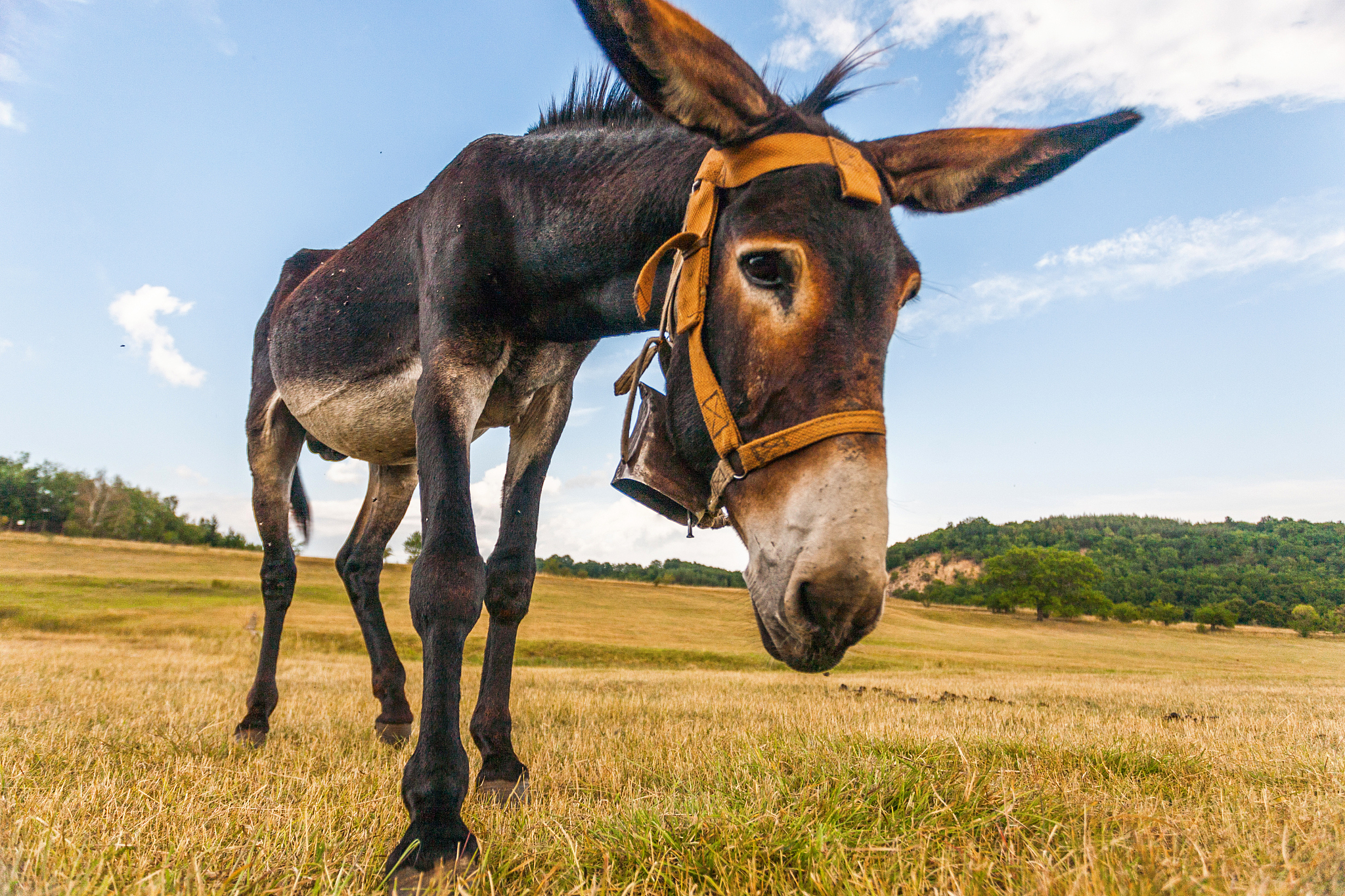 funny donkey with big ears