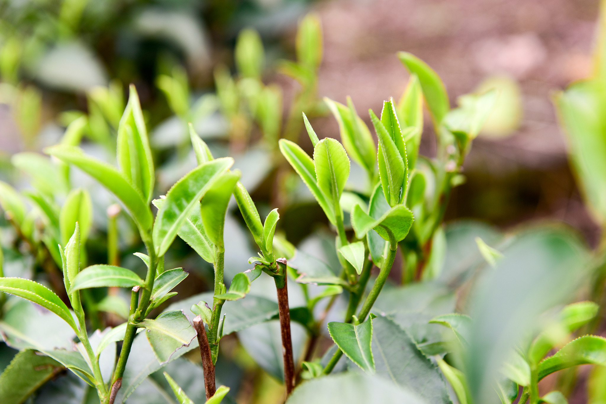 茶叶芽和叶的区别？