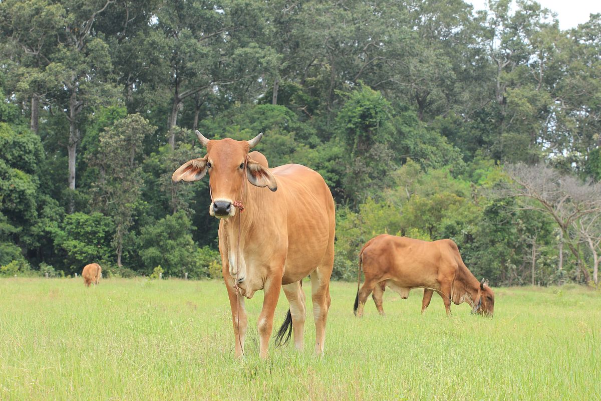 生肖牛命苦？解析牛的命运与社会地位