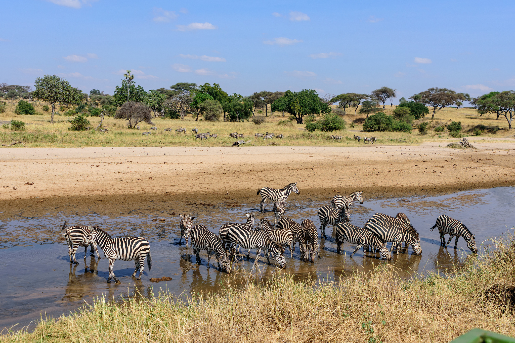 group of plains zebras (equus quagga) in a river in the tarangir
