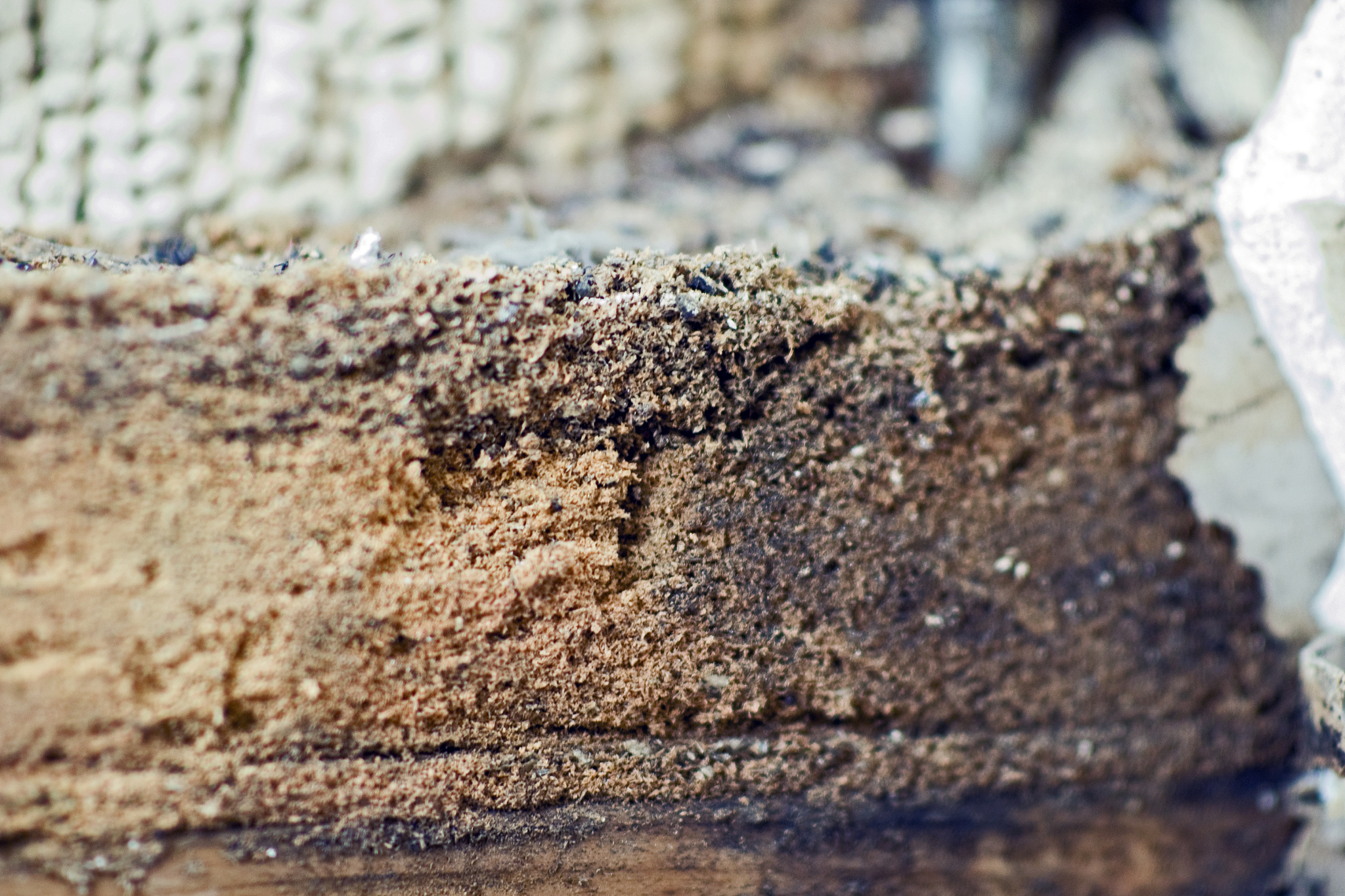 carpenter ant 'sawdust'