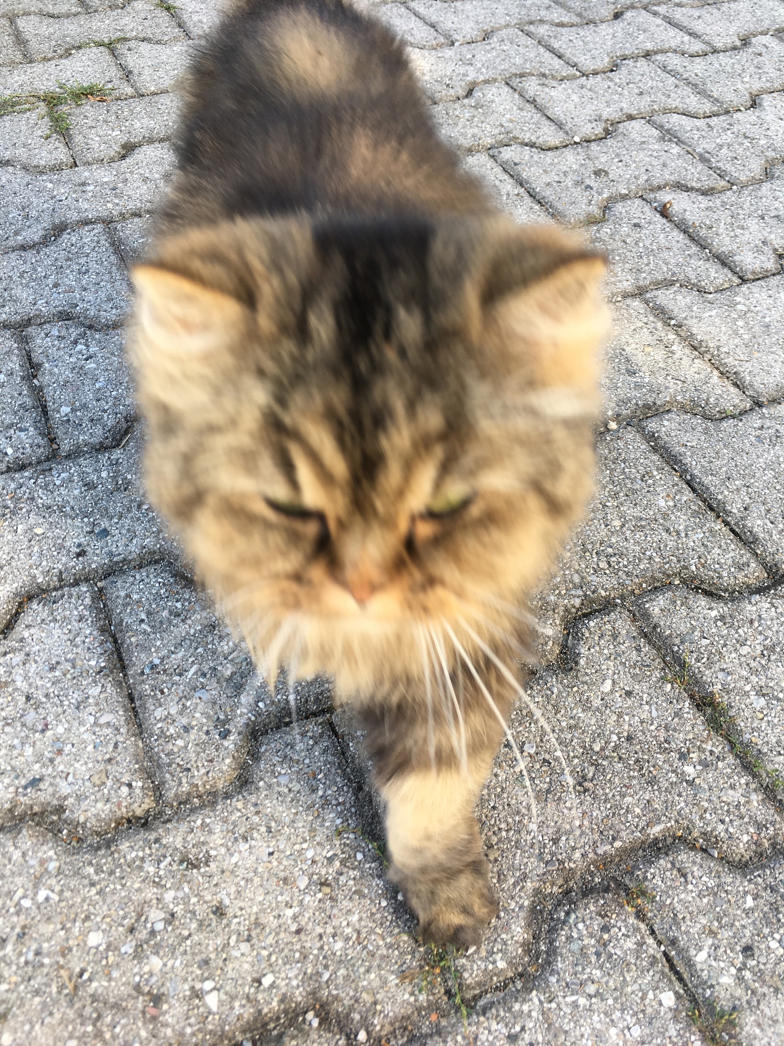 可爱的,<strong>猫</strong>,暴力,公亩,乡村,专心,灰色,肖像,眼睛,哺乳纲