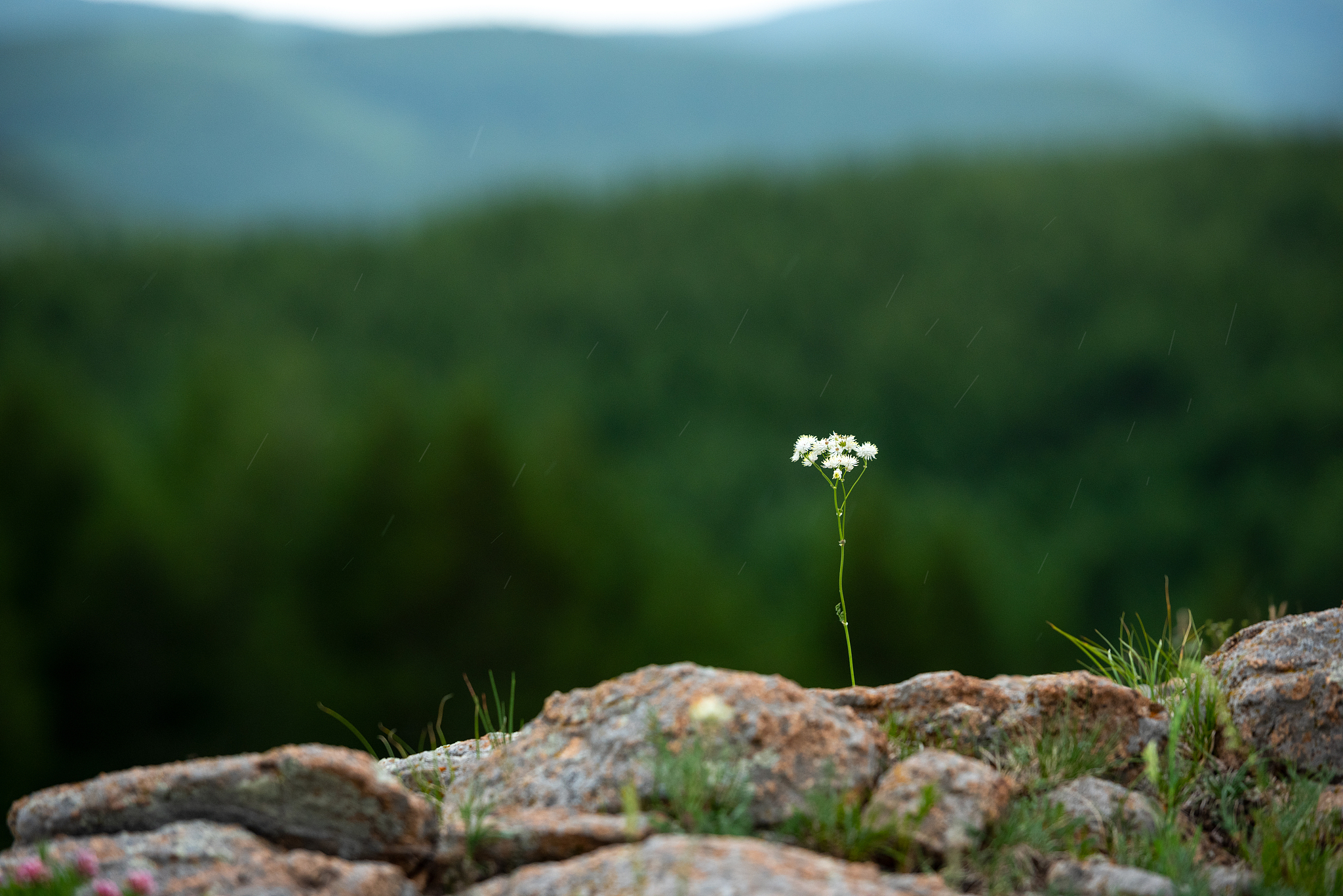 学习小草精神：自强不息，适应环境，和谐相处