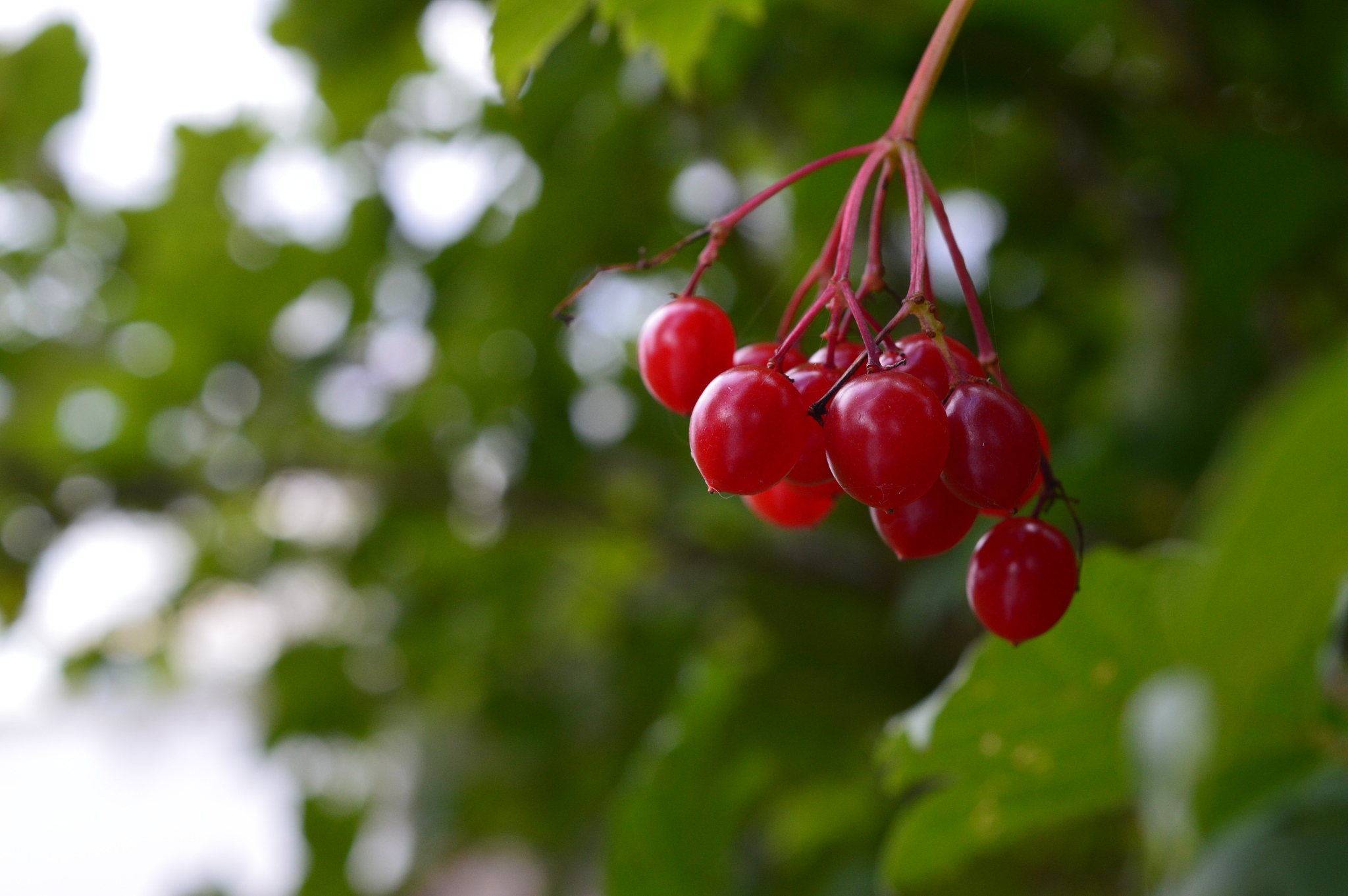 wild berries
