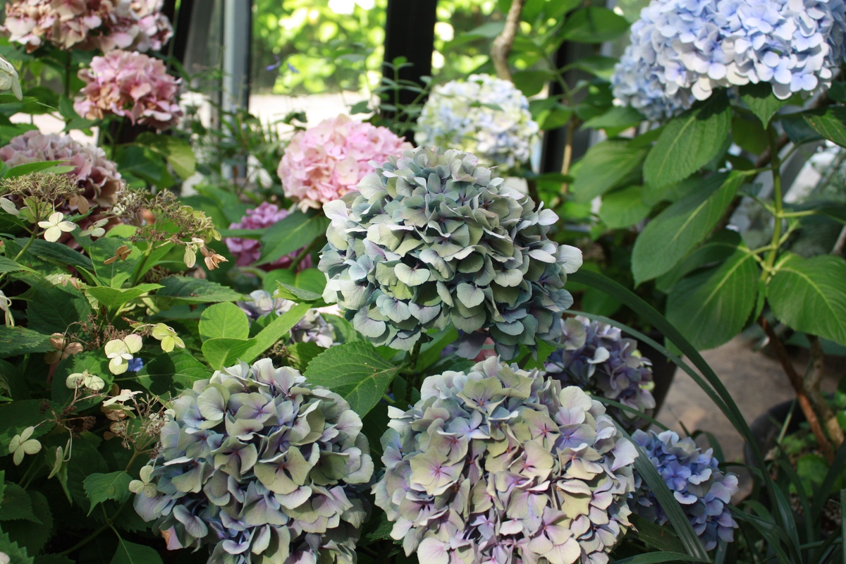 绣球花难养？5大原因揭秘！