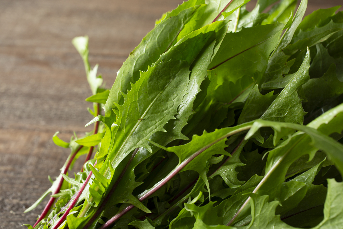 江苏灌南苦菜：调理胃部不适的民间良方