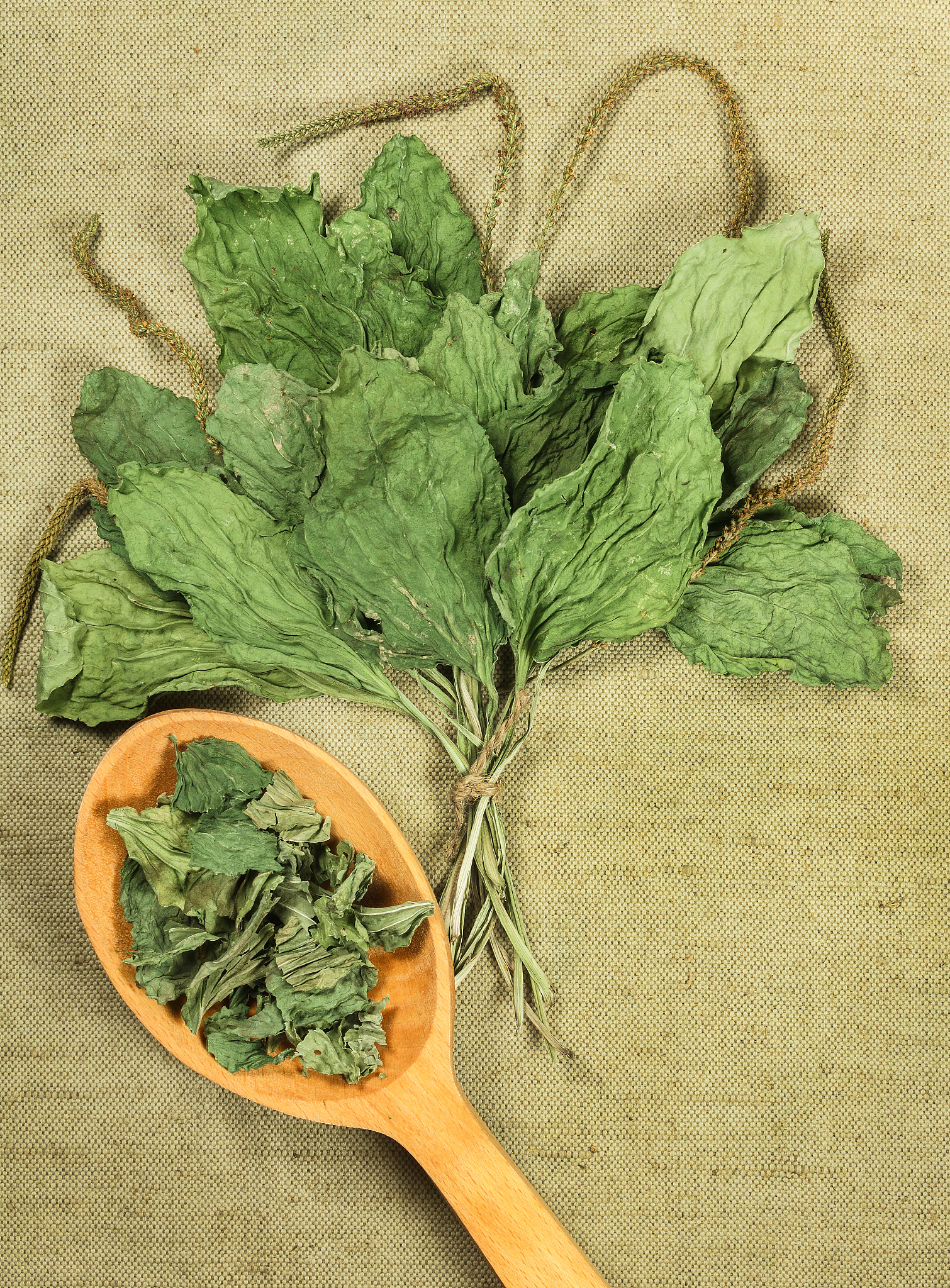 江苏灌南苦菜：改善胃部不适的天然良药