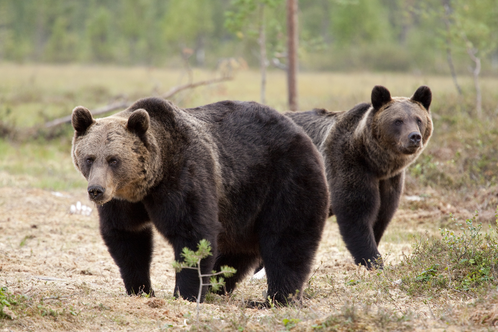熊的颜色：追捕游戏中的谜题