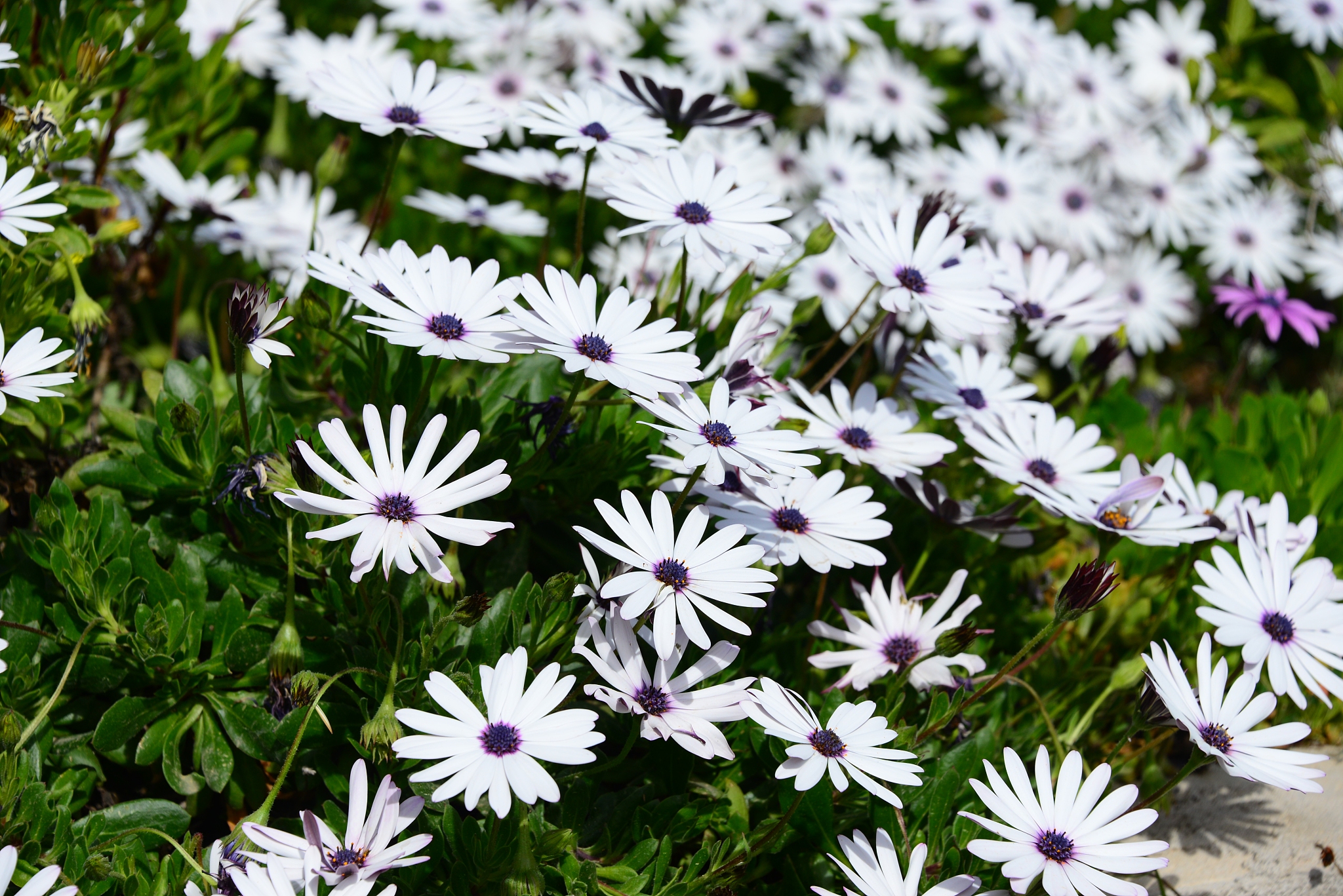 magaritenblüte in spanien