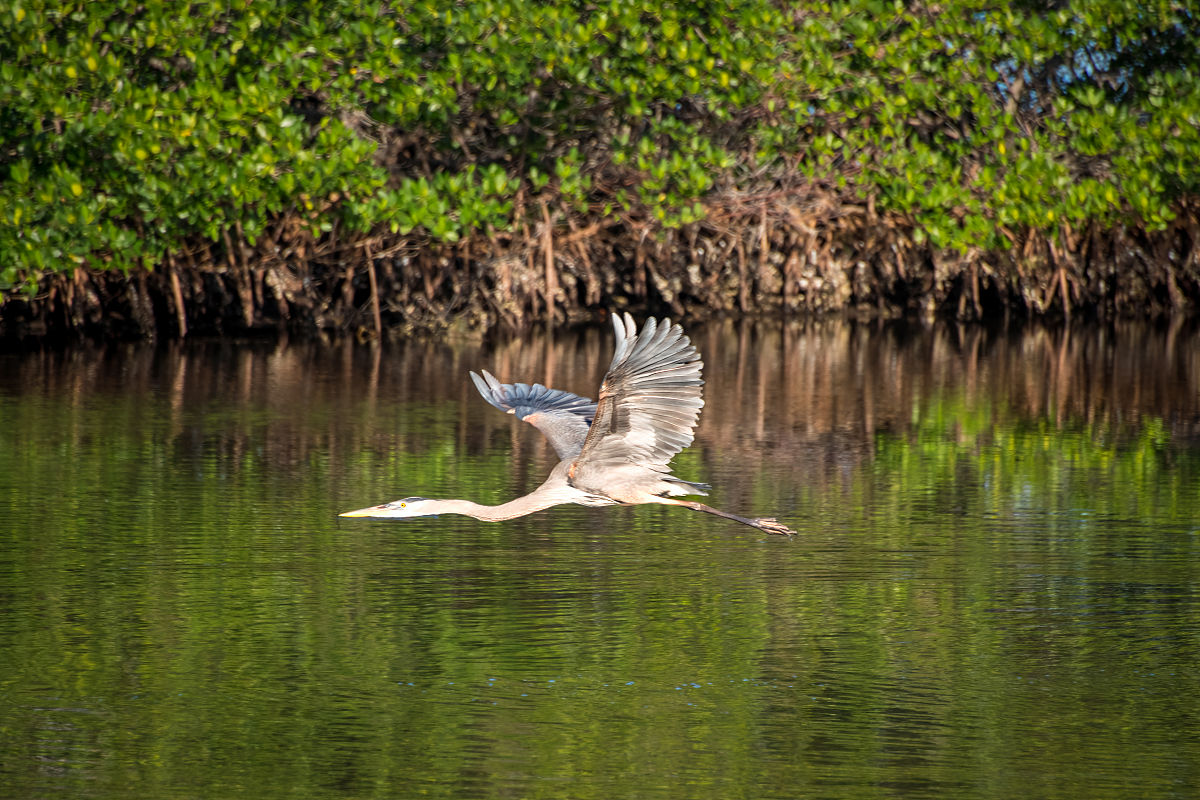 游客观鸟对鸟类栖息地的影响 - 如何实现可持续观鸟？