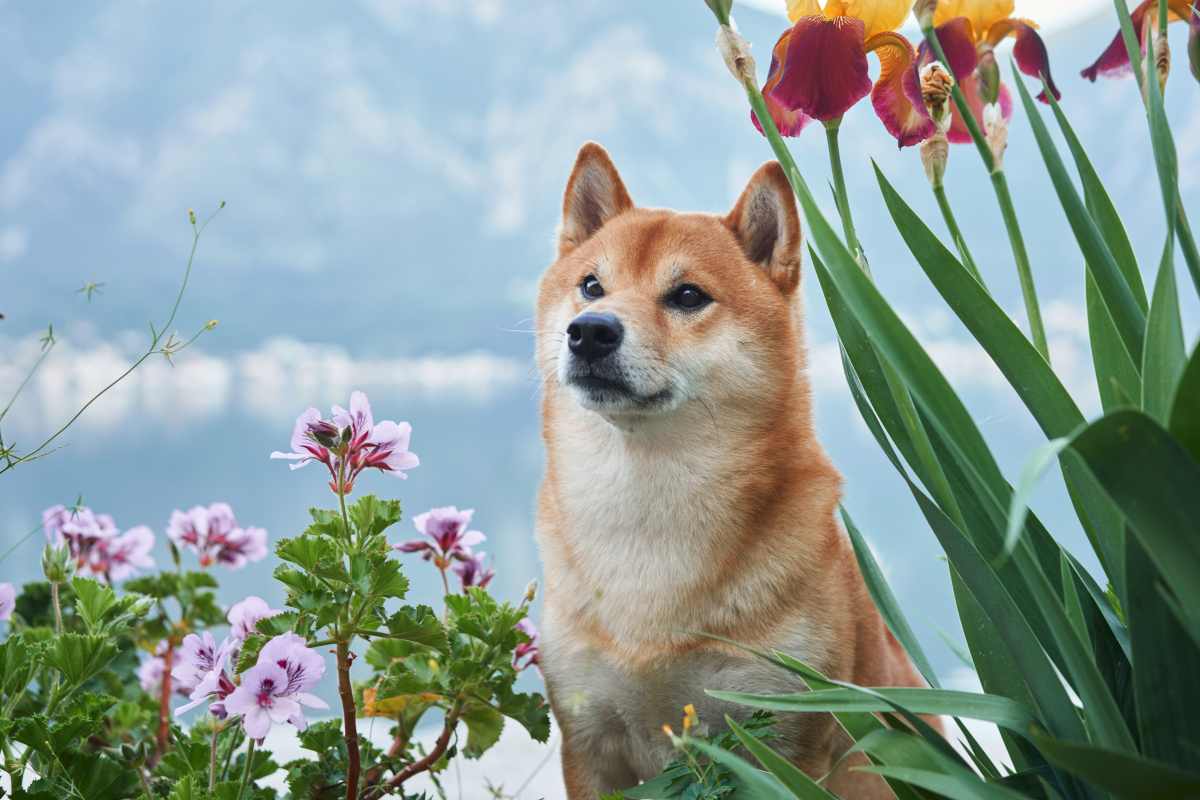 柴犬圆圆犬道图片