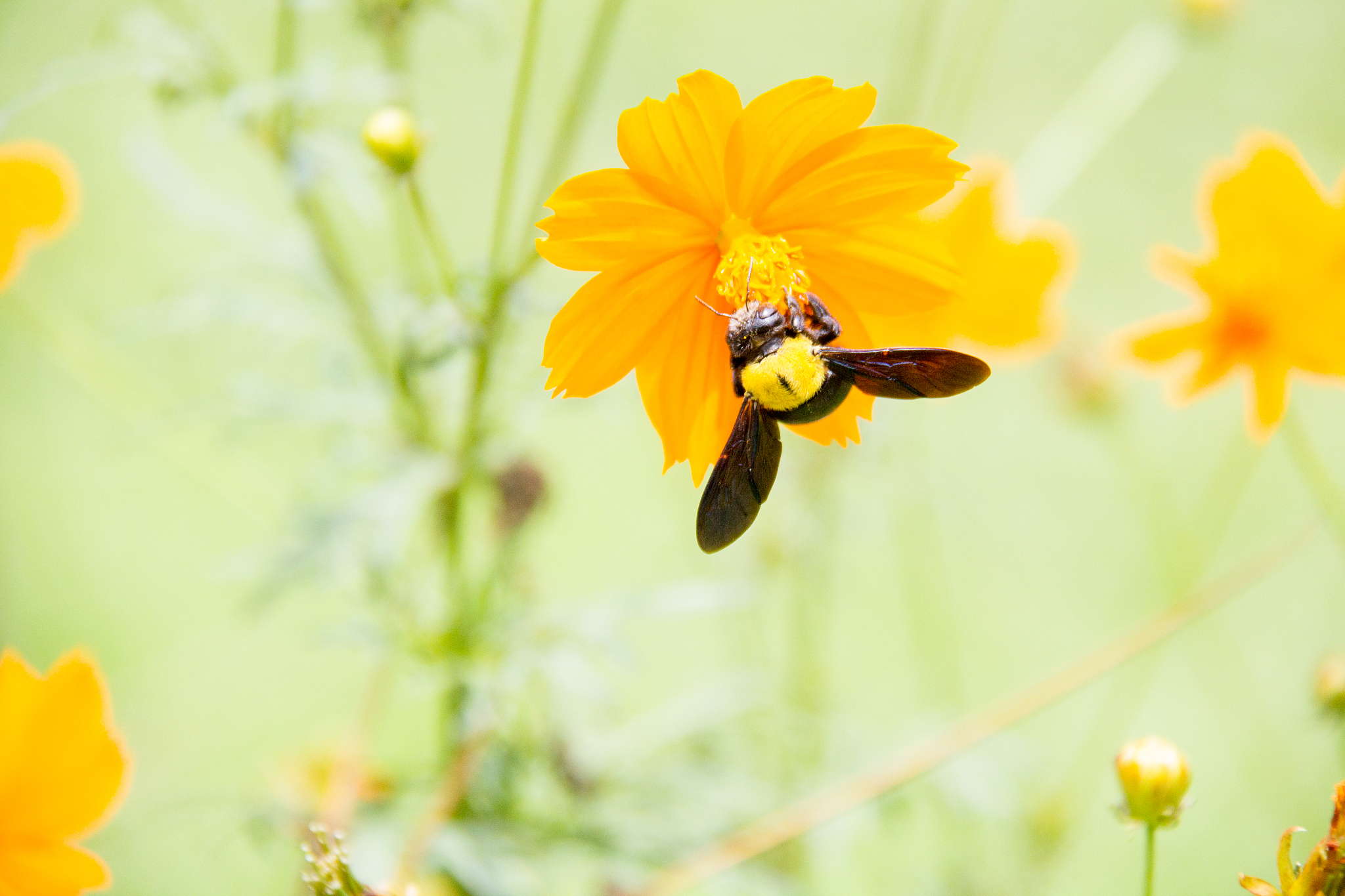 理想之花：绽放在希望与成长之路上的美丽花朵
