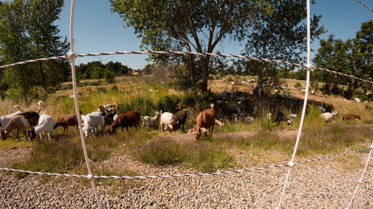 Britain's Mild Climate Favors Agriculture and Sheep Farming