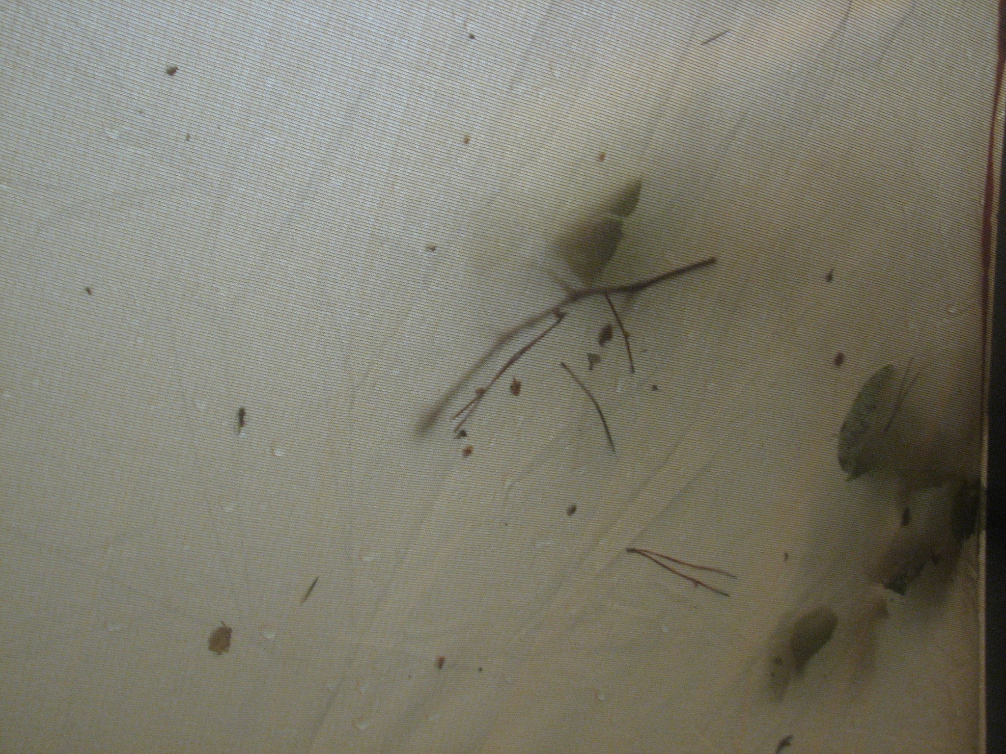 寄生虫会跳吗？