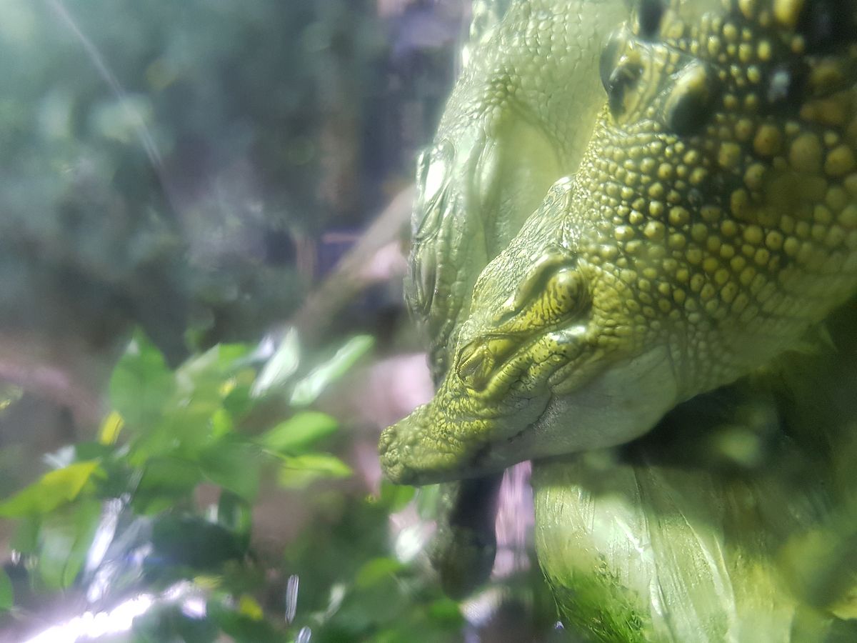 小鳄鱼逃生记：勇敢追寻自由的励志故事