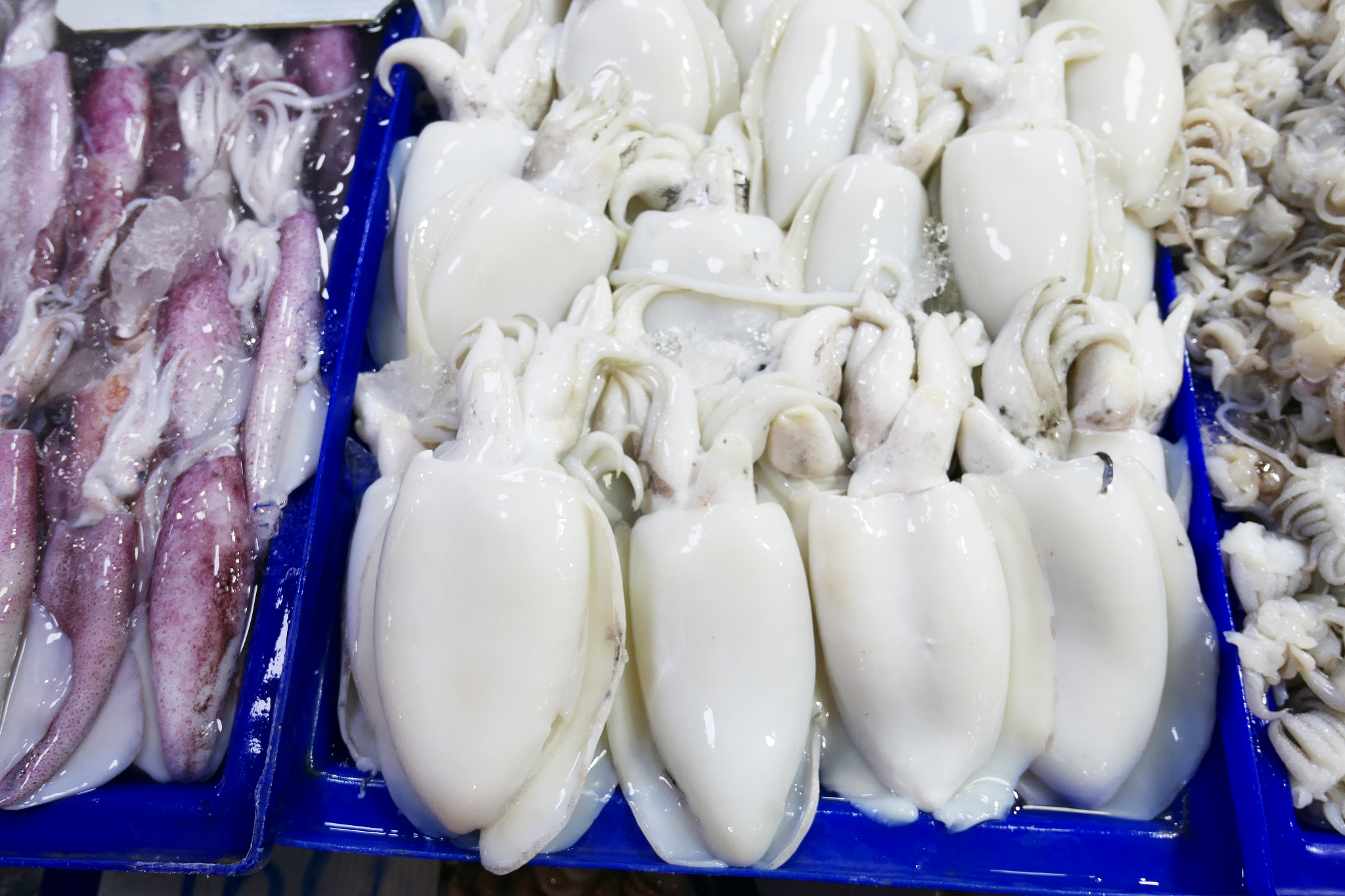 墨鱼仔一斤大概多少只 解释