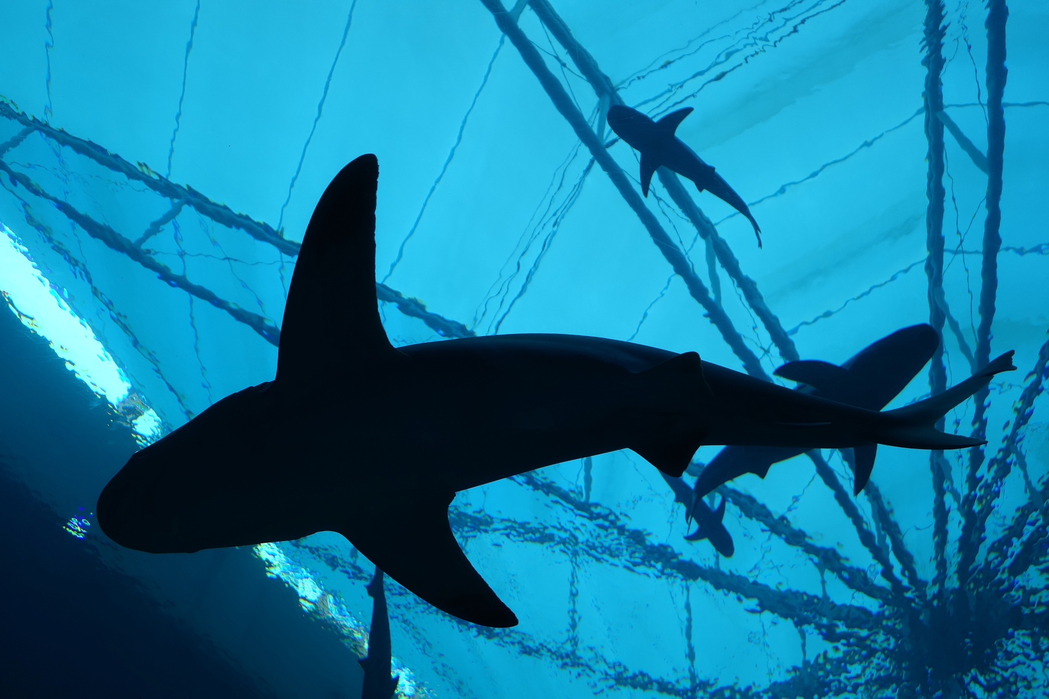 英俊男子与鲨鱼鱼缸：神秘氛围的Pixiv风格场景