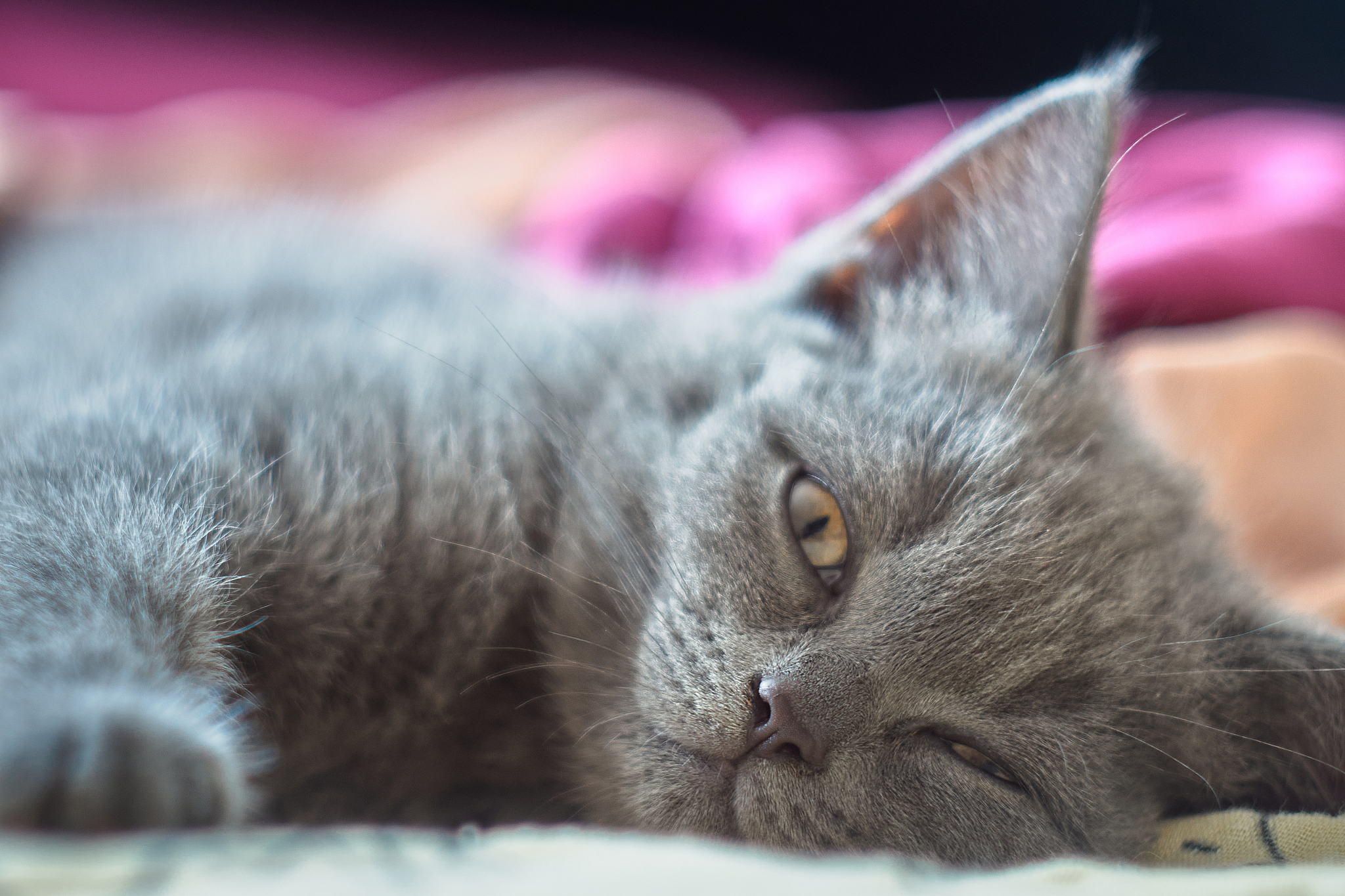 写一首关于猫的歌