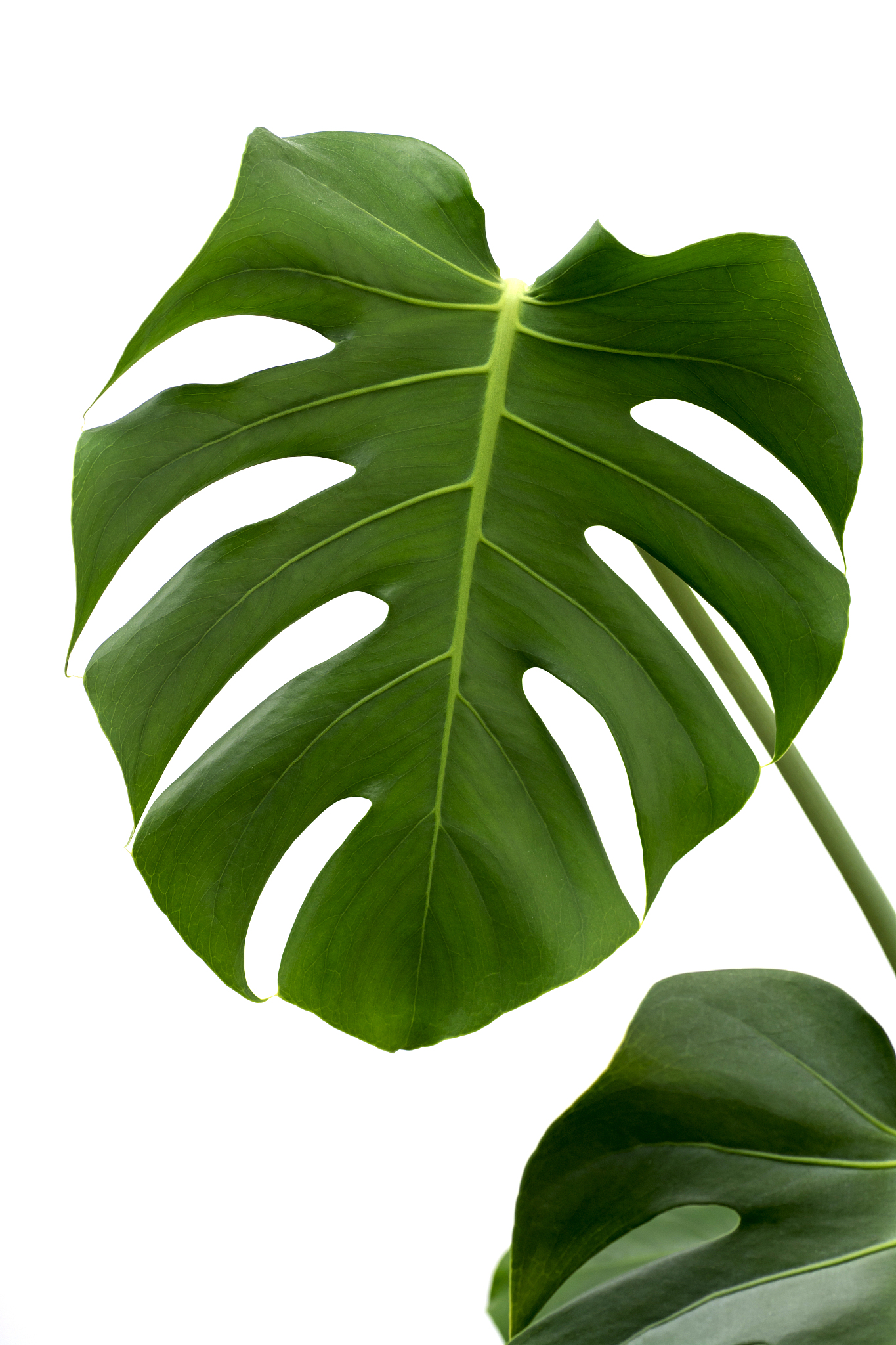 plants